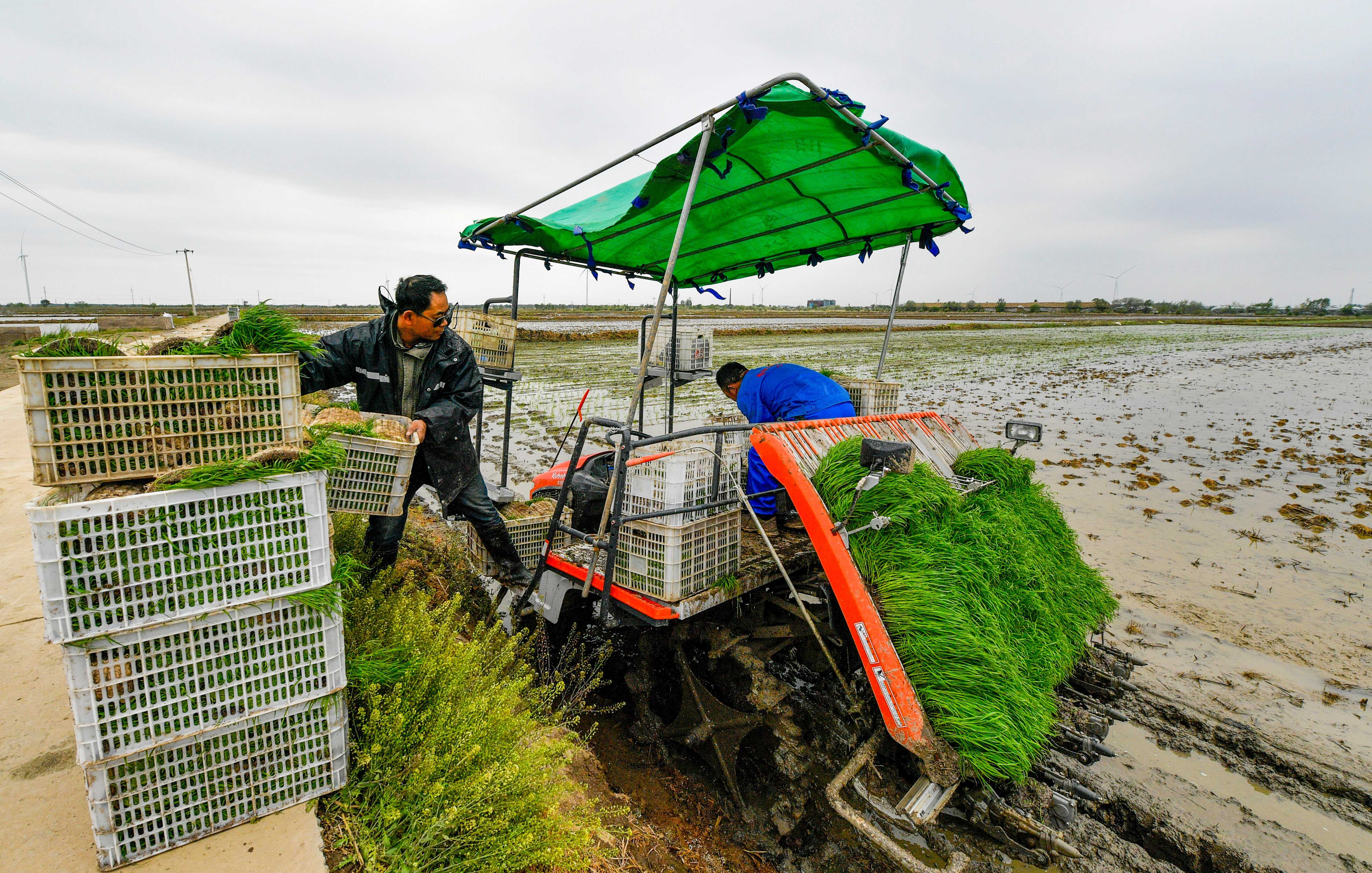 Extreme rainfall has cut China's rice production over the past 20 years
