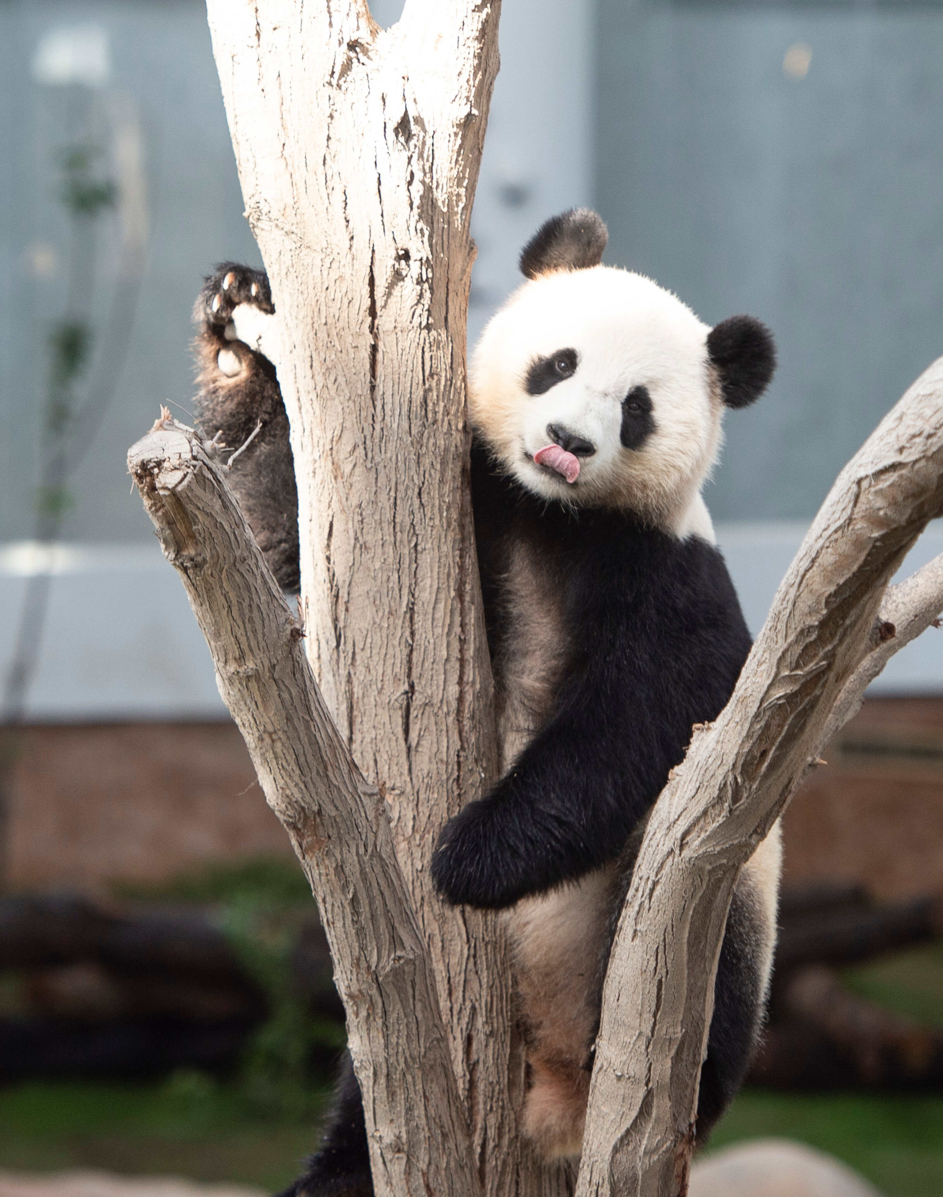 The two giant pandas in Qatar are the first of their kind to ever live in the Middle East. Photo: Xinhua