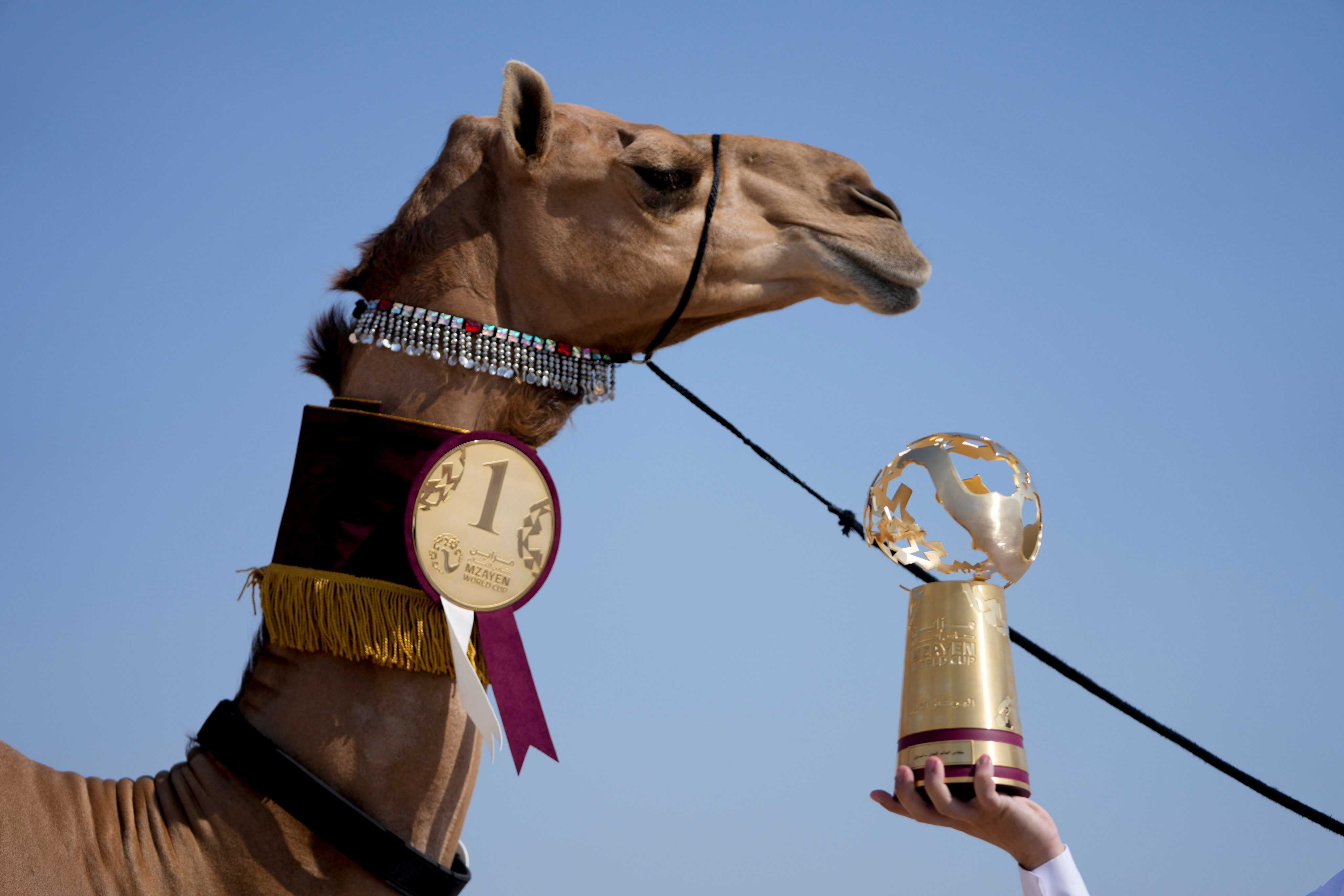 Nazaa’a overcame several preliminary rounds and hundreds of other camels to win the pageant at Qatar Camel Mzayen Club. Photo: AP