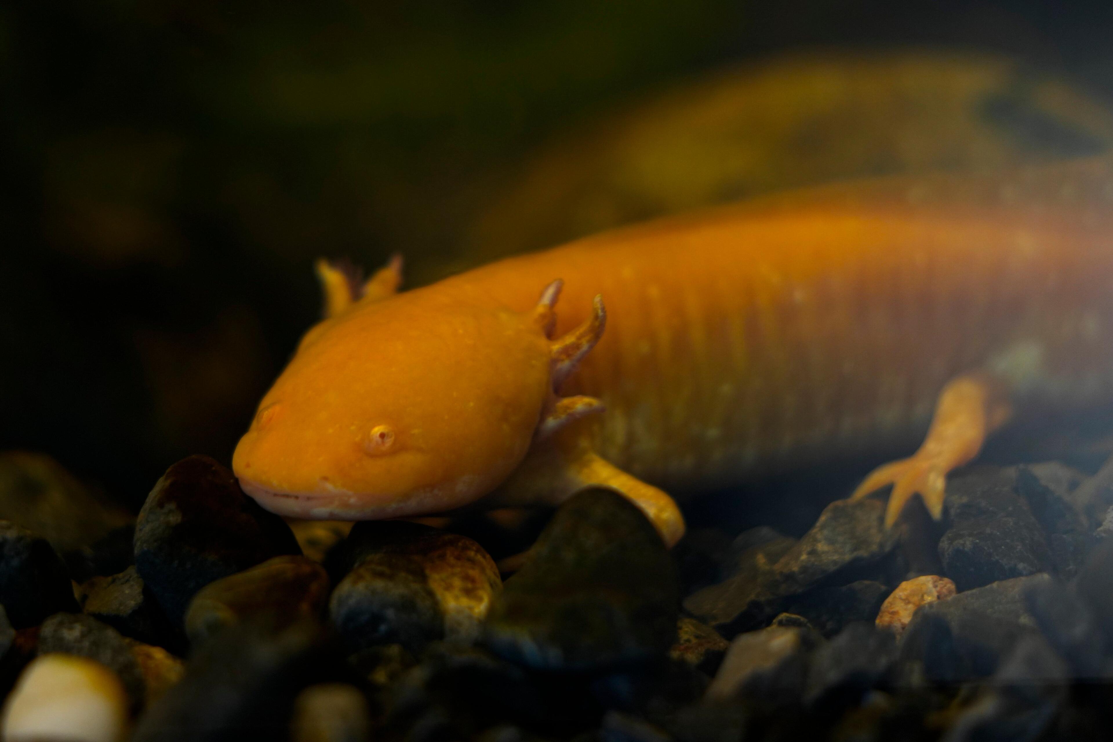 Axolotl Extinction How the axolotl, critically endangered amphibian, regrows lost body ...