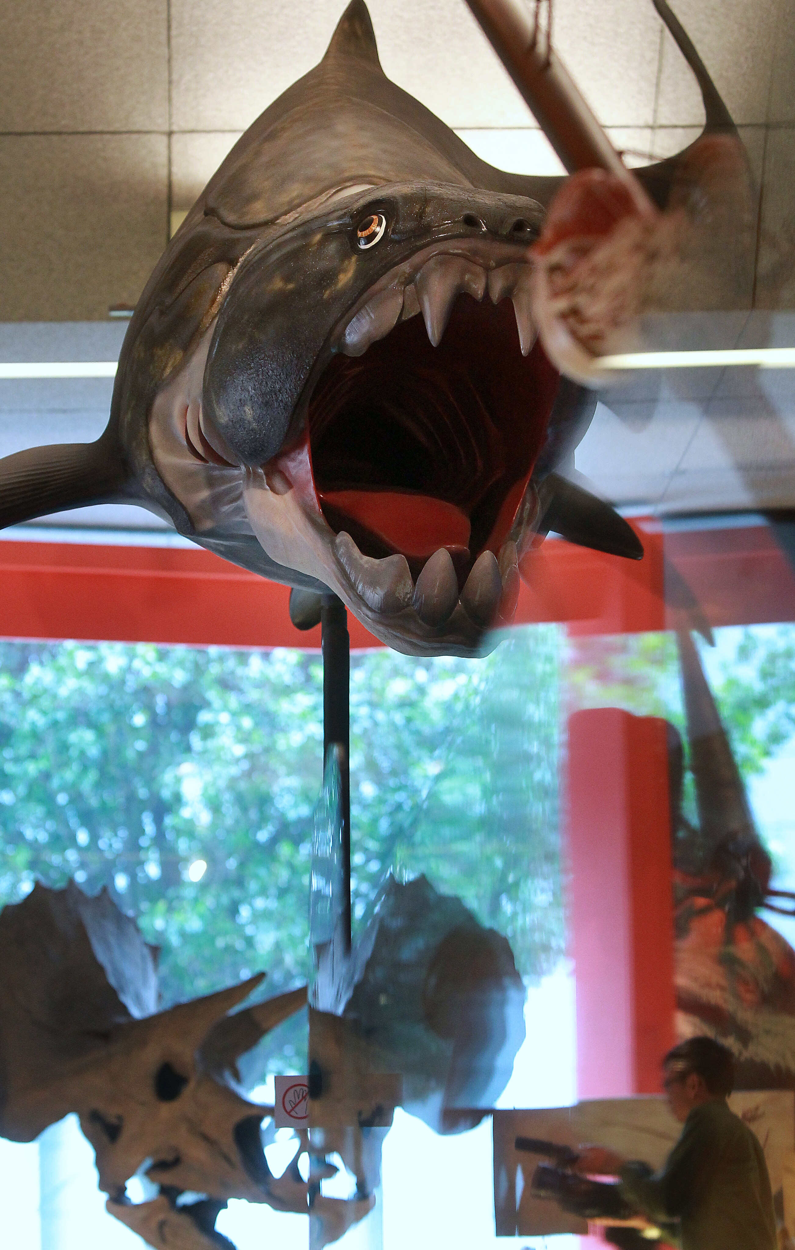 Dive into the world of the placoderm, Hong Kong's oldest fossil