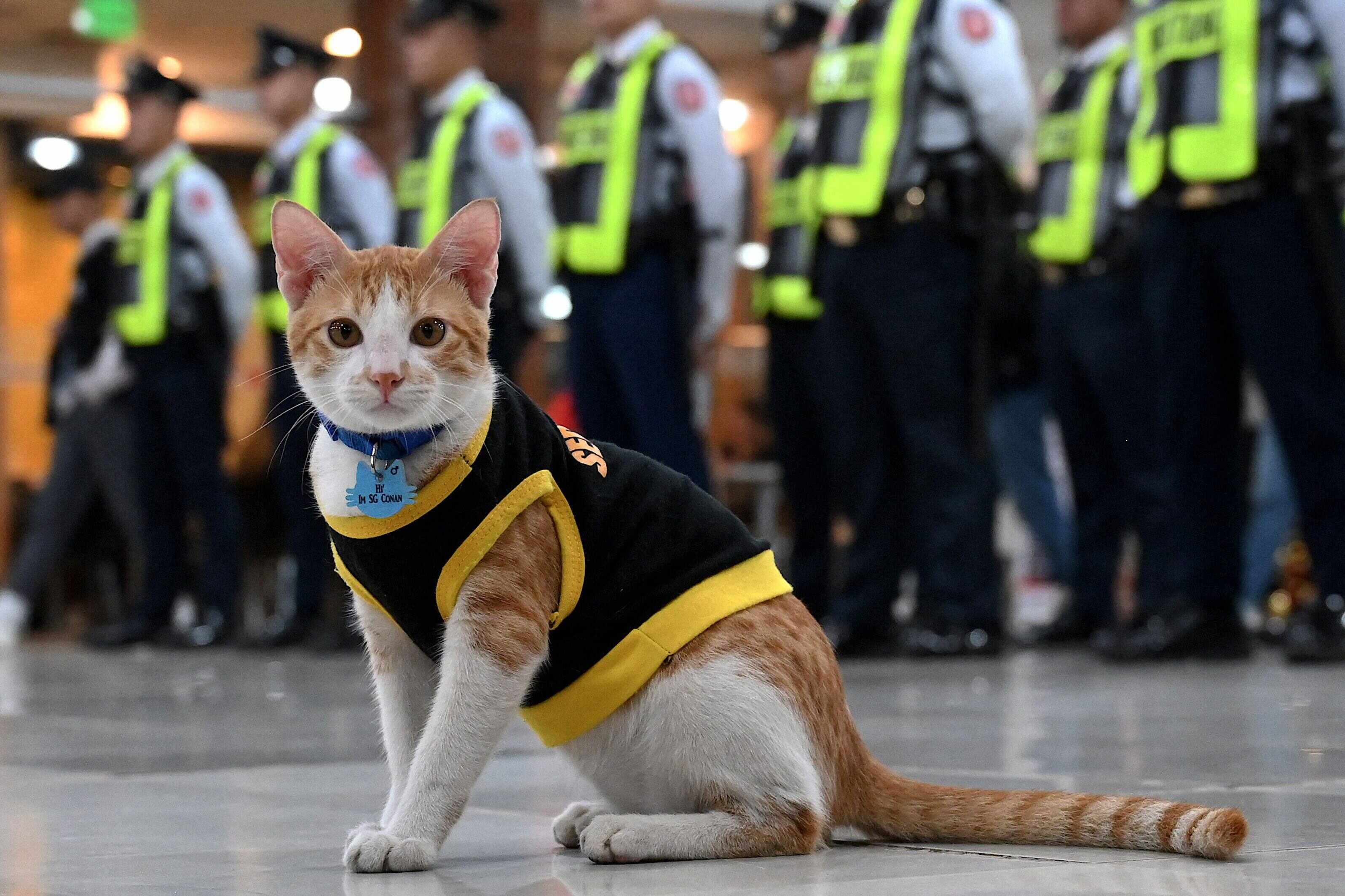 5-minute listening: Conan the security cat perks up guards, shoppers in ...
