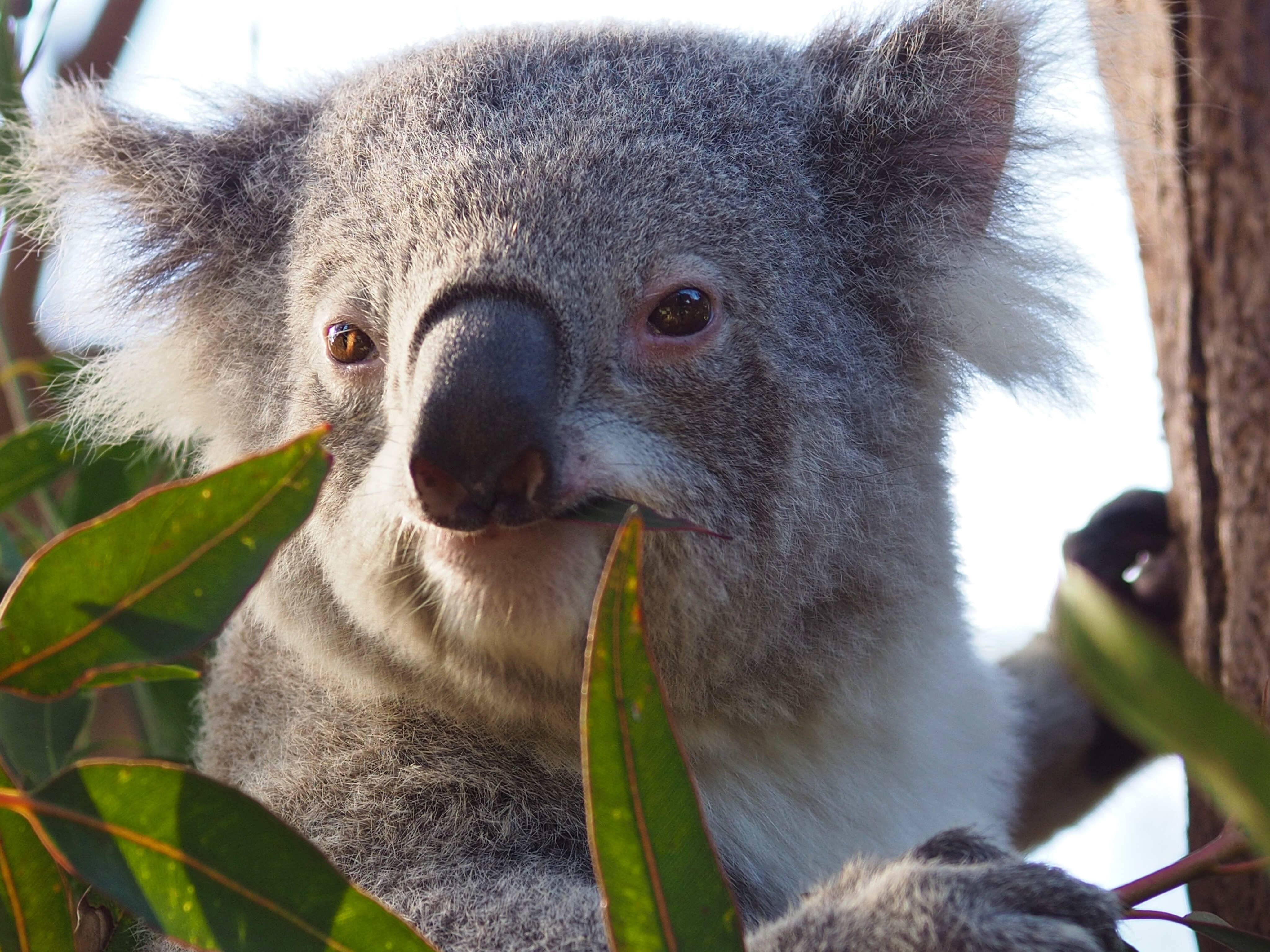 Australia’s proposed koala haven is facing a logging threat. Photo: Shutterstock