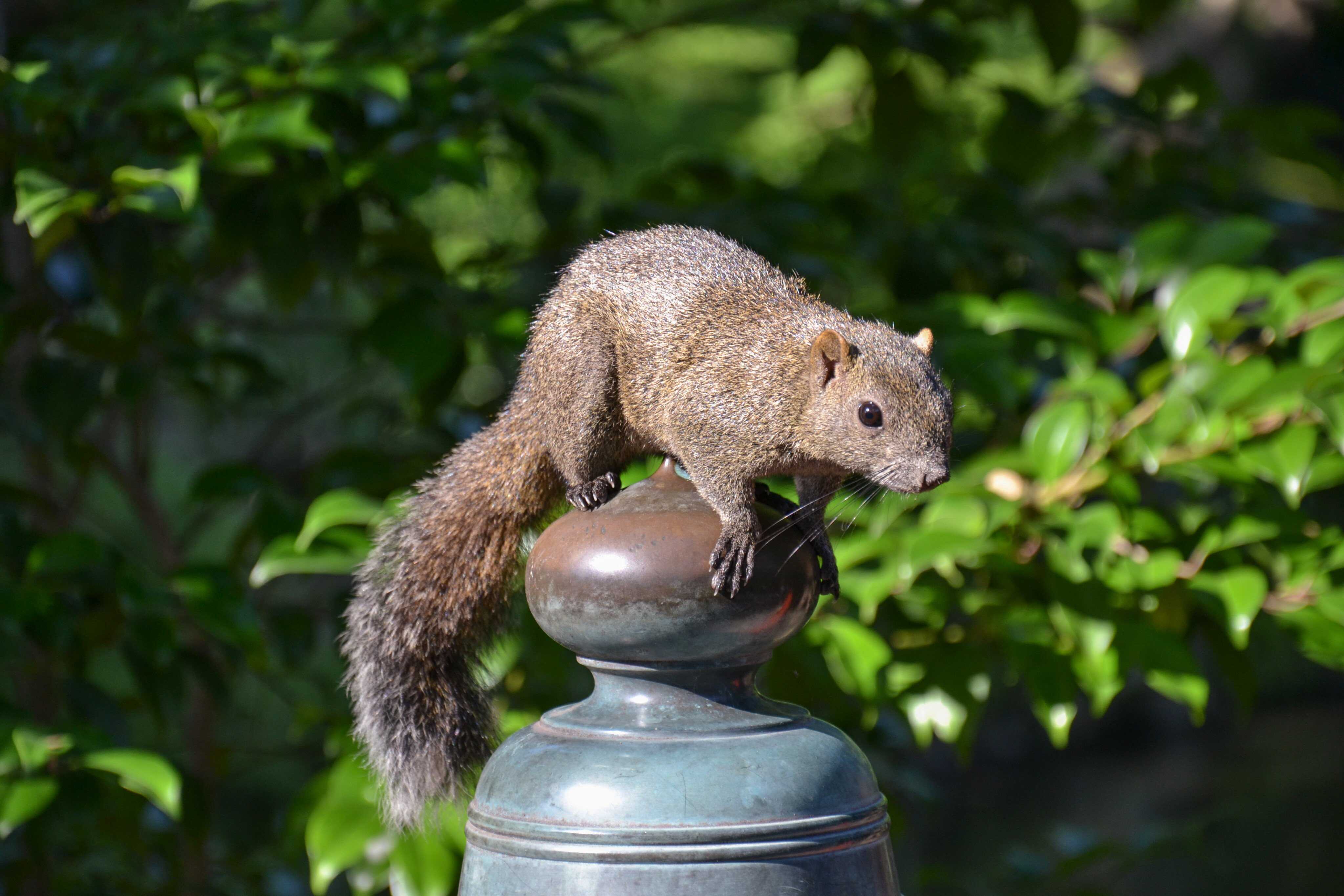 The Lens: Invasive squirrels in Japan could have devastating impact ...