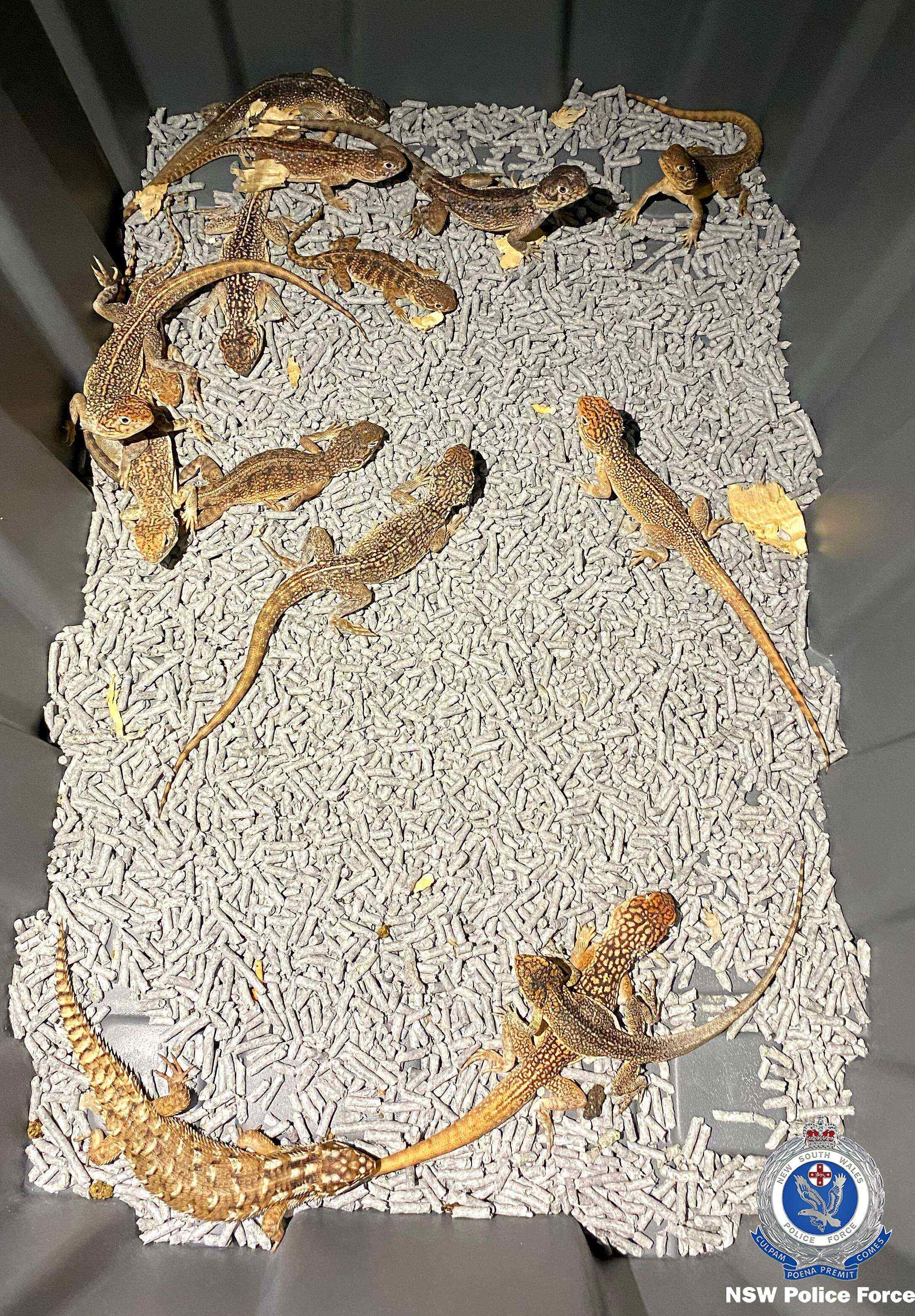 A box of reptiles confiscated in Sydney, Australia. Photo: New South Wales Police/AFP
