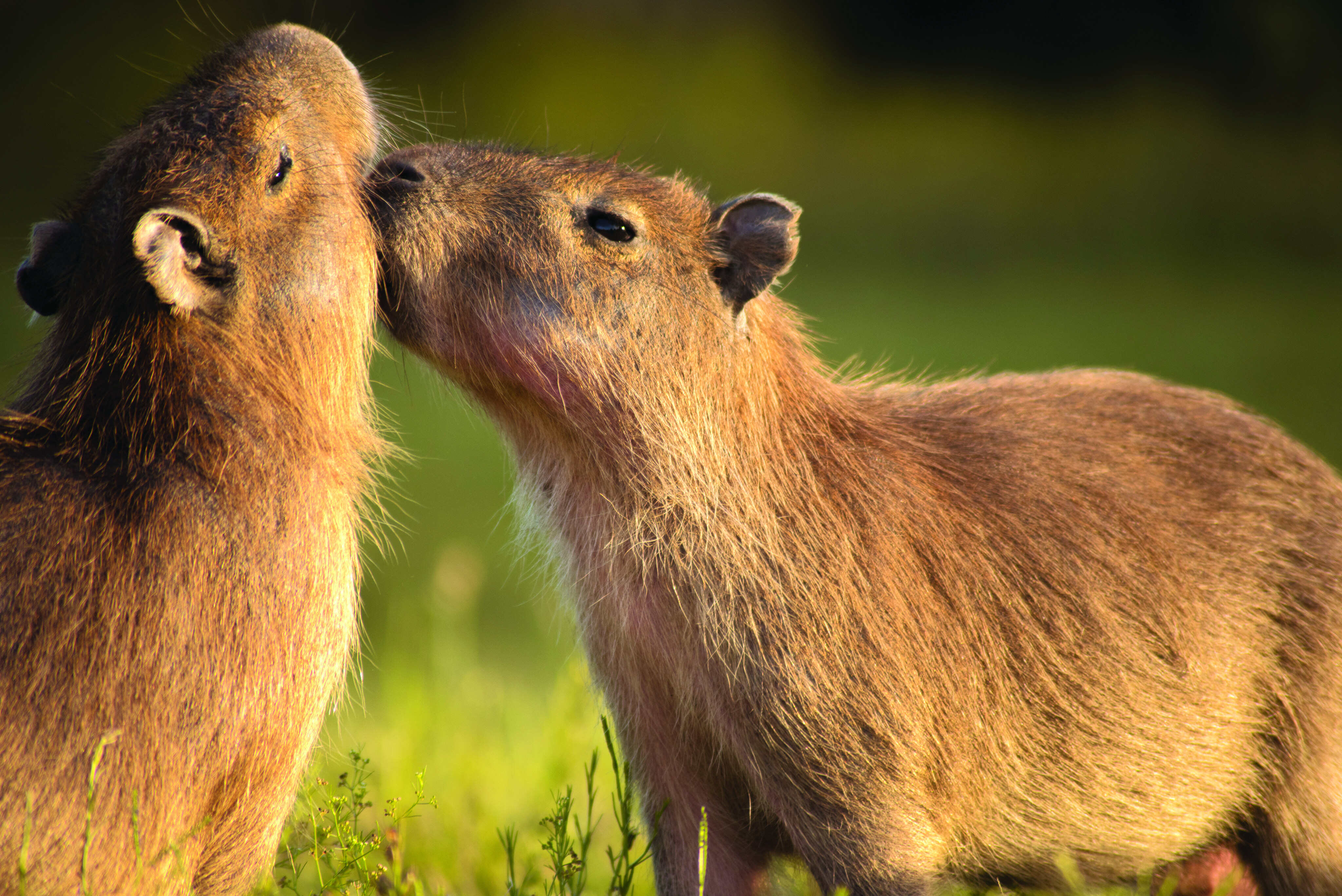 The charming appearance and behaviour of capybaras resonates with the principles of the “lying flat” culture. Photo: Shutterstock 