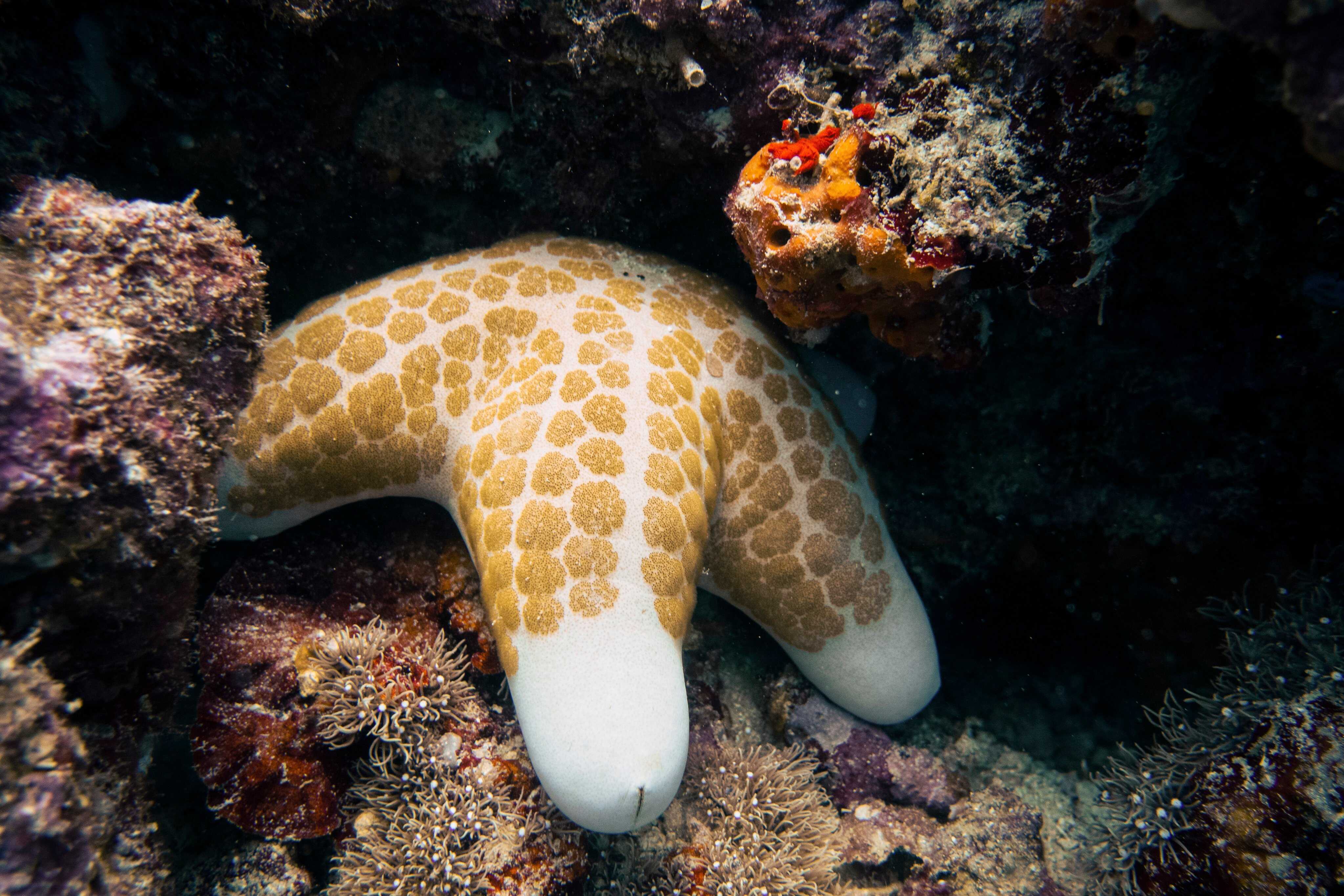 How sea stars regrow limbs and why they aren’t really ‘starfish ...
