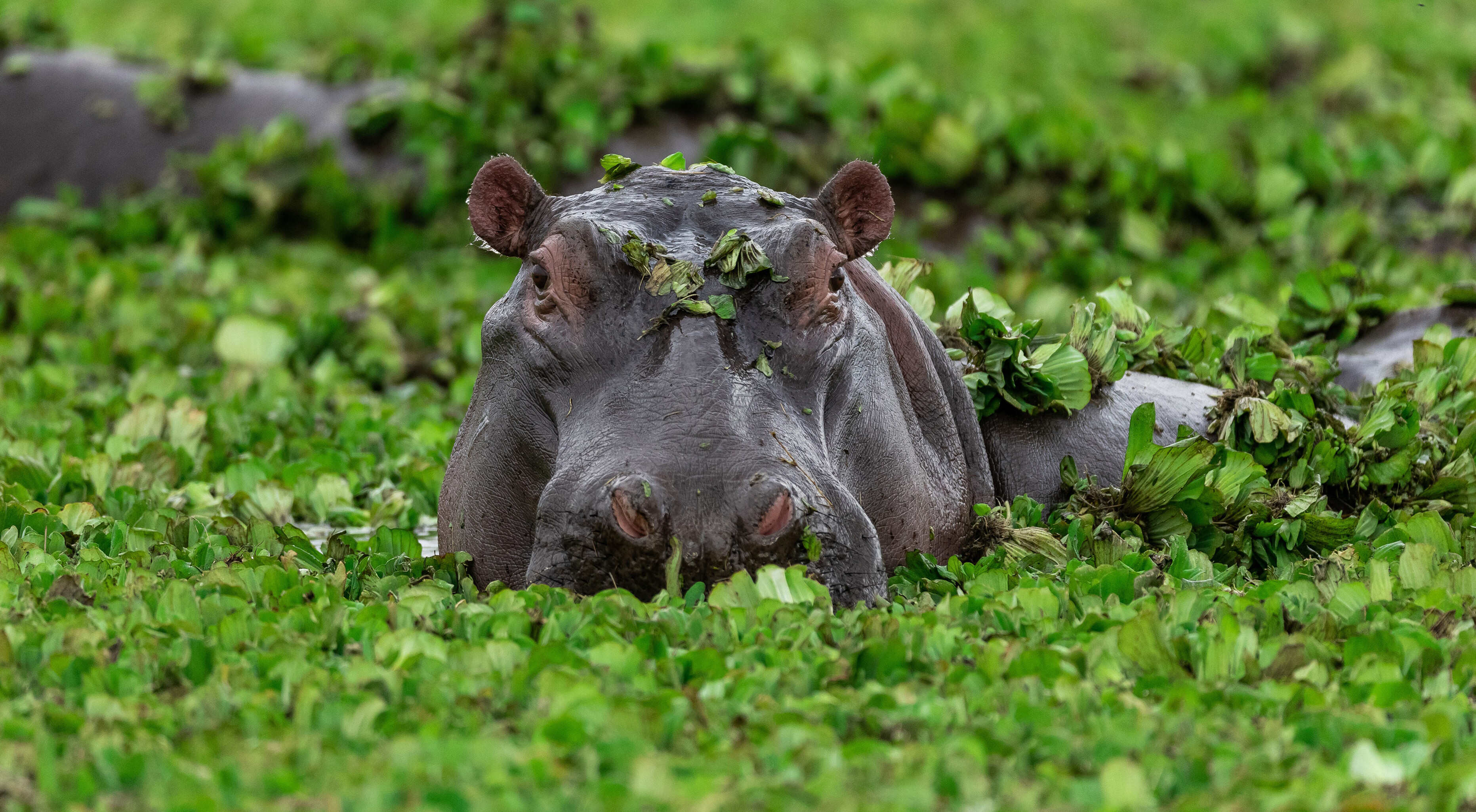 Hippo in Japan zoo, thought to be a boy, discovered to be a girl