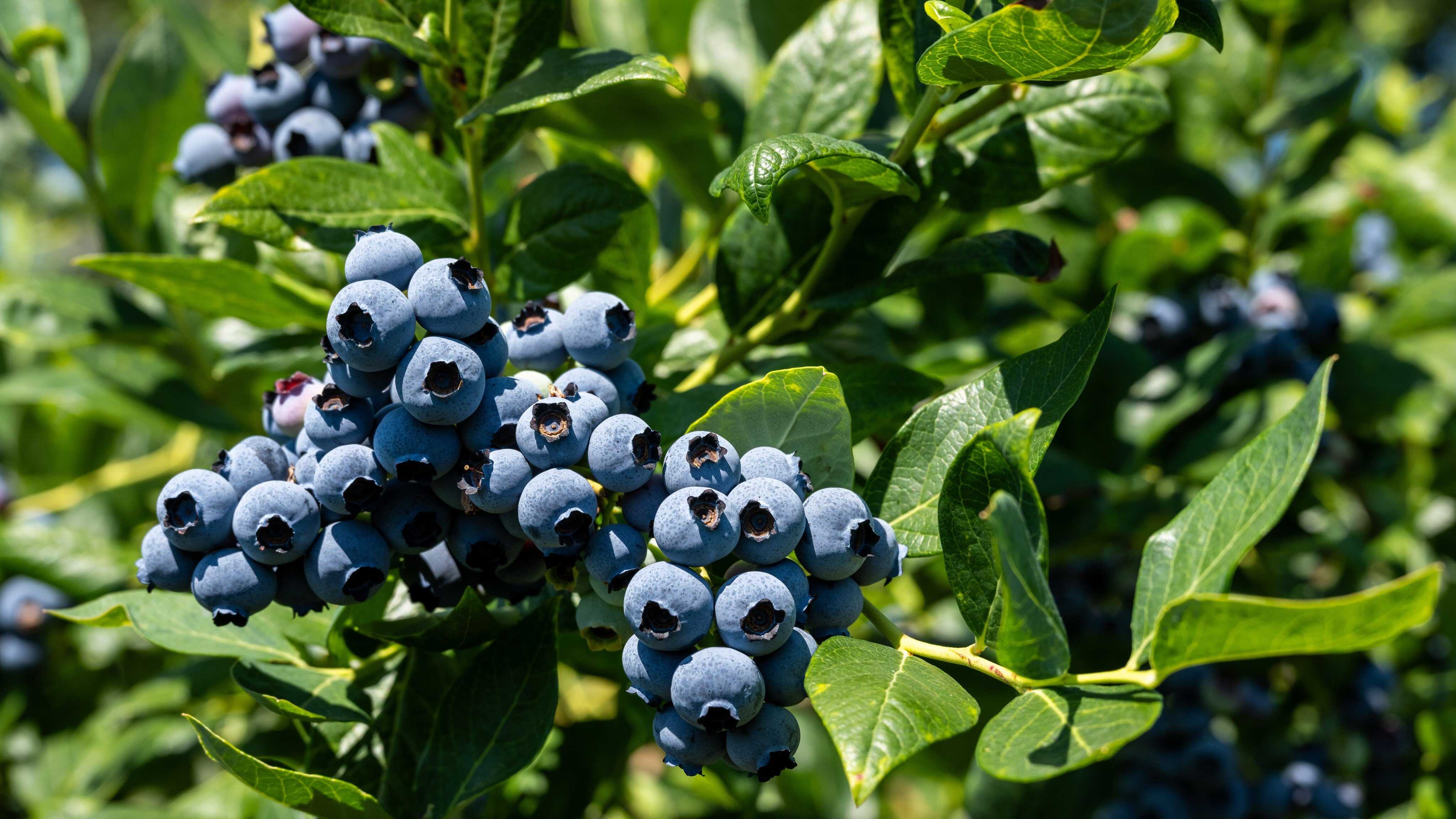 Not Ripe Blueberry Field How blueberries are lying to you - they’re not blue at all! | Young ...