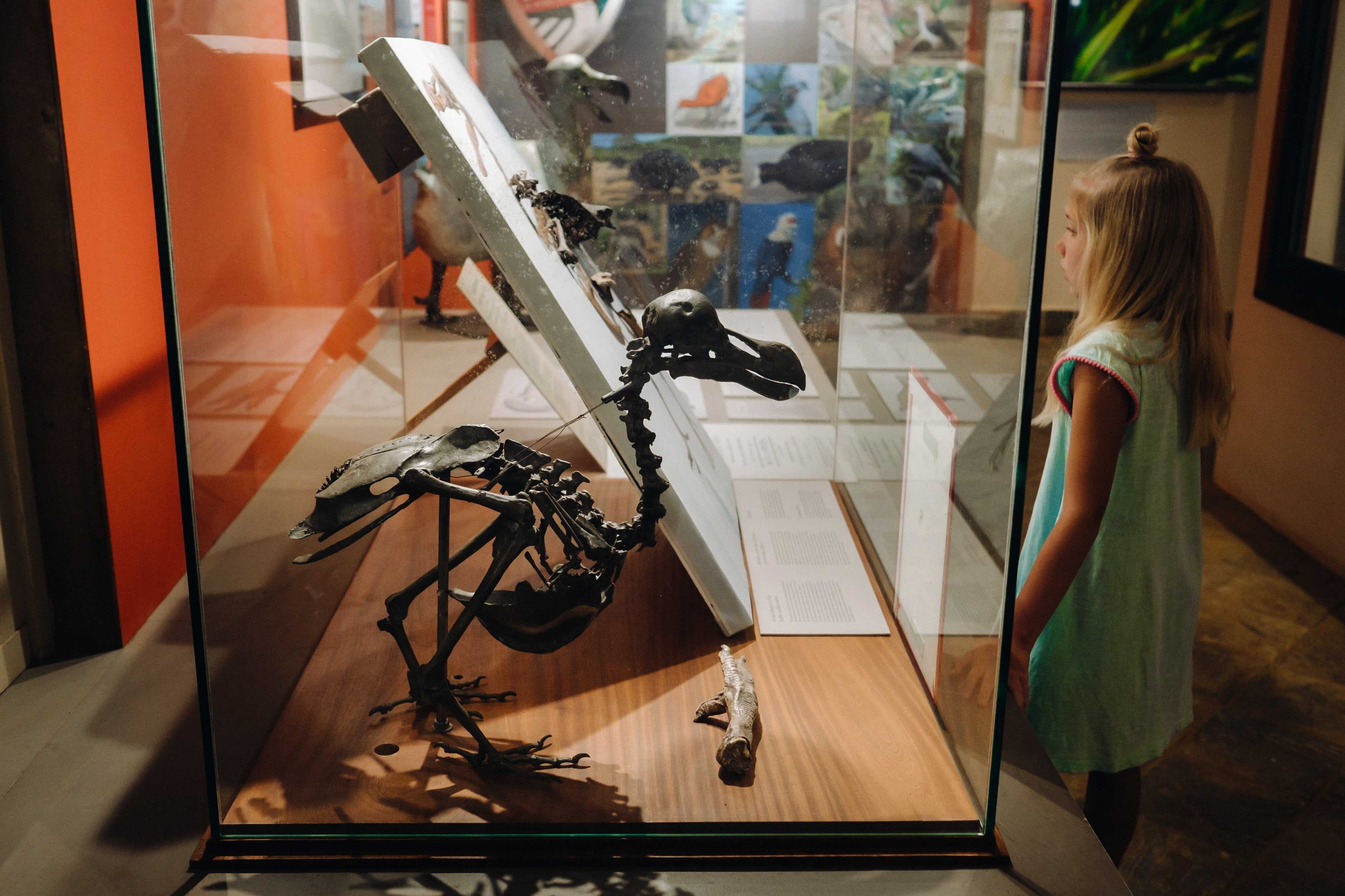 Dodo bird shows how humans cause animal extinction | Young Post Club