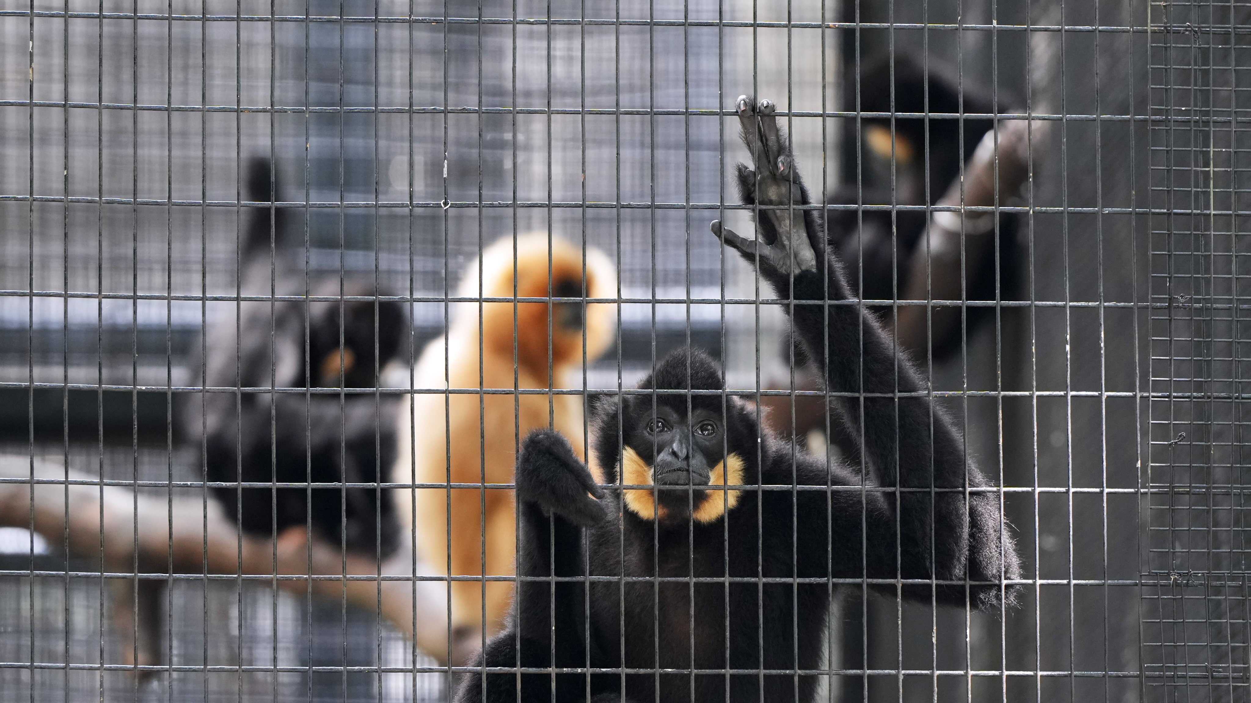 Article Monkeys Melioidosis kills more than 10 monkeys at Hong Kong zoo | Young Post Club