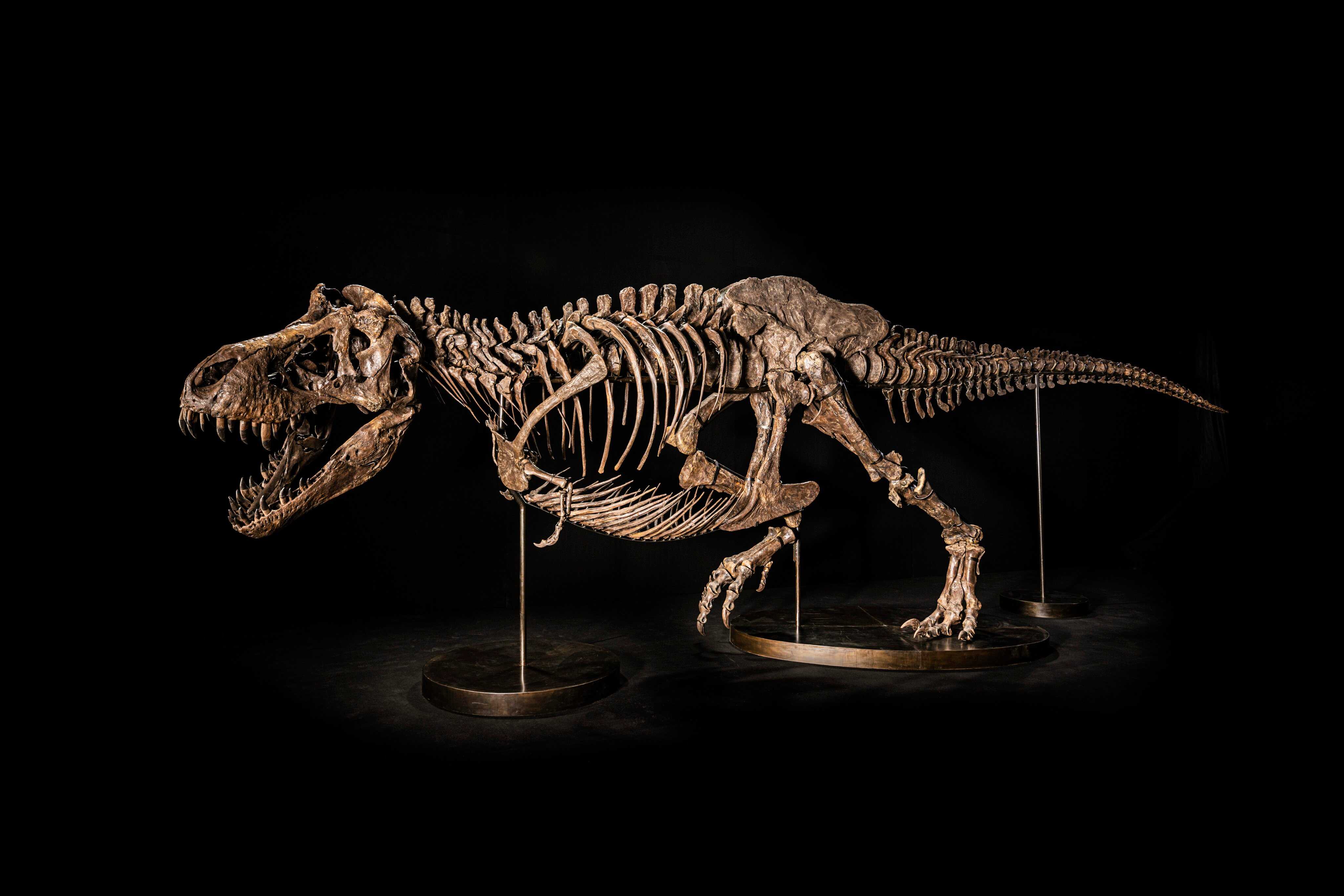Each dinosaur fossil tells a unique story, providing insight into the ancient ecosystems and the creatures that once roamed the Earth. Photo: Christie’s