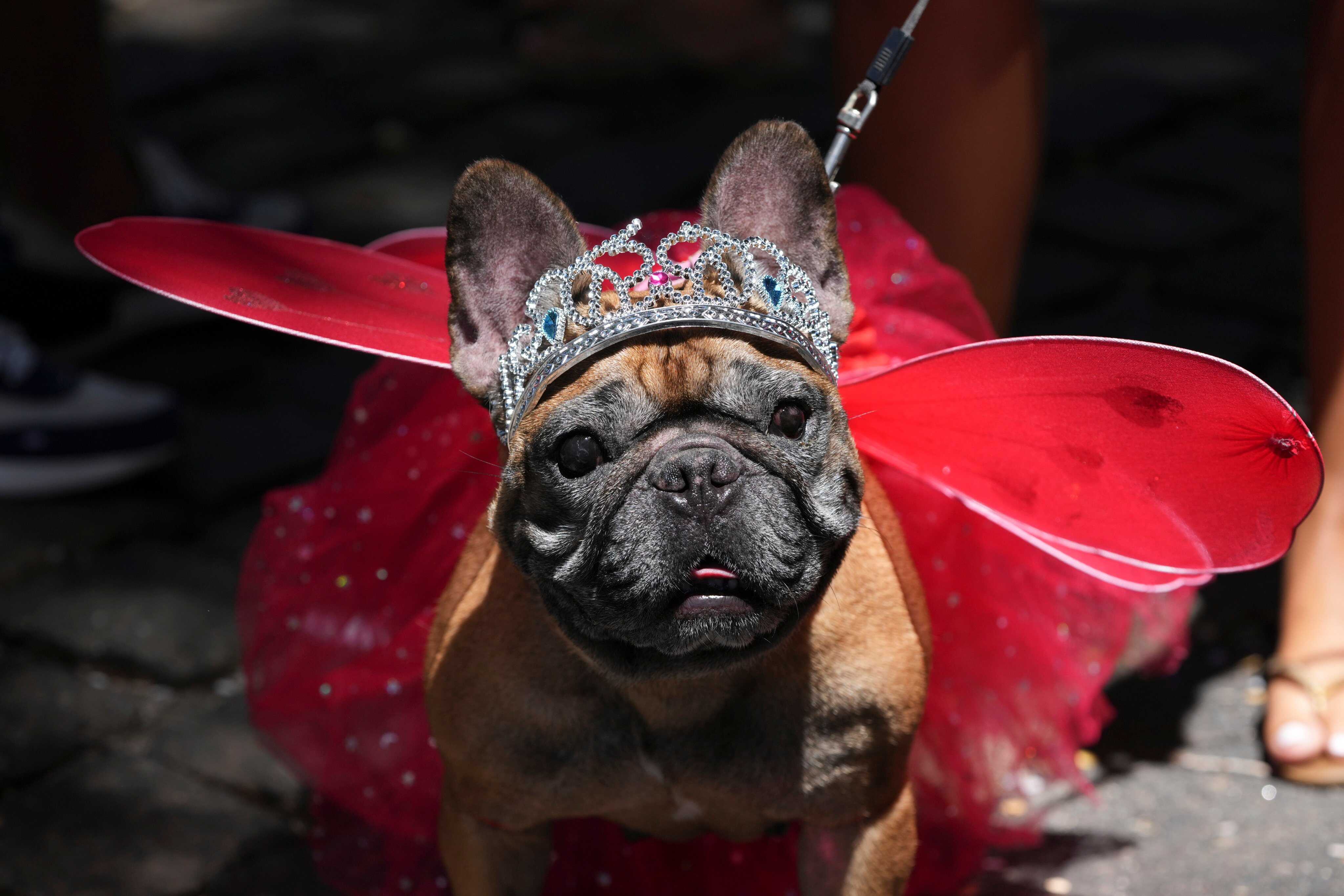 A dog named Julia, wearing a tiara and wings, attends the Blocao dog carnival parade in Rio de Janeiro, Brazil. Photo: AP