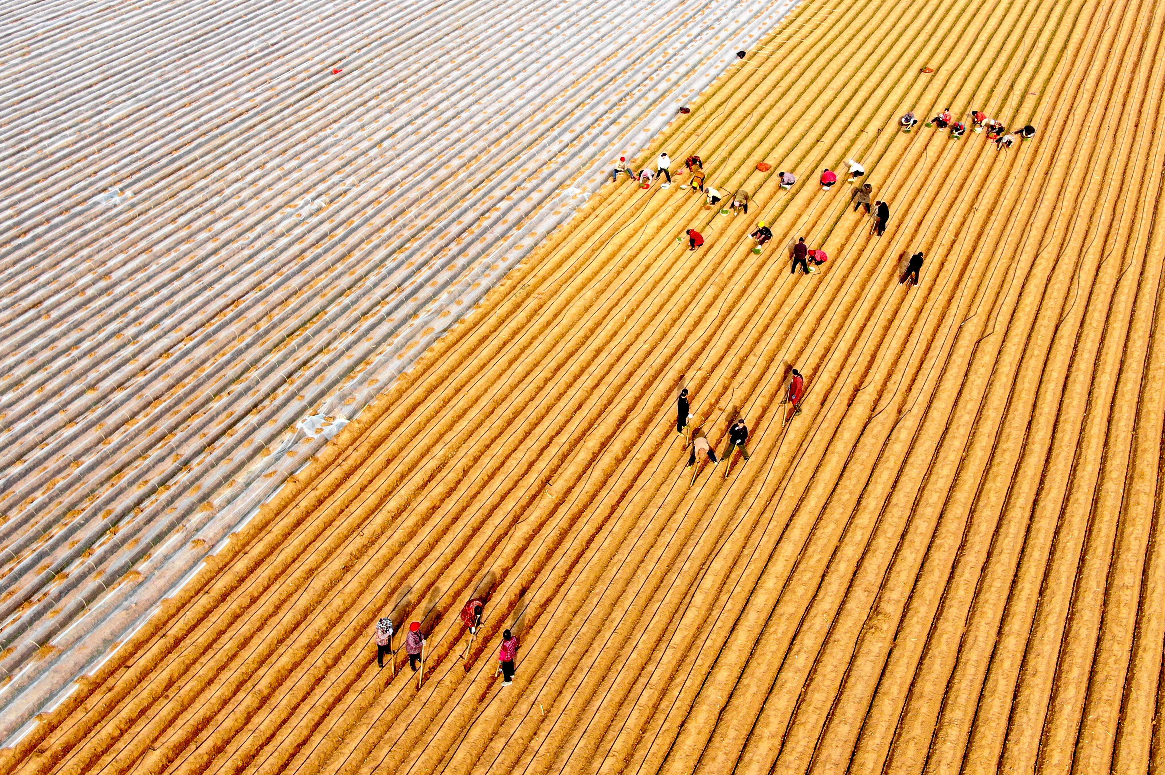 Rural Chinese residents use AI chatbots for advice | Young Post Club