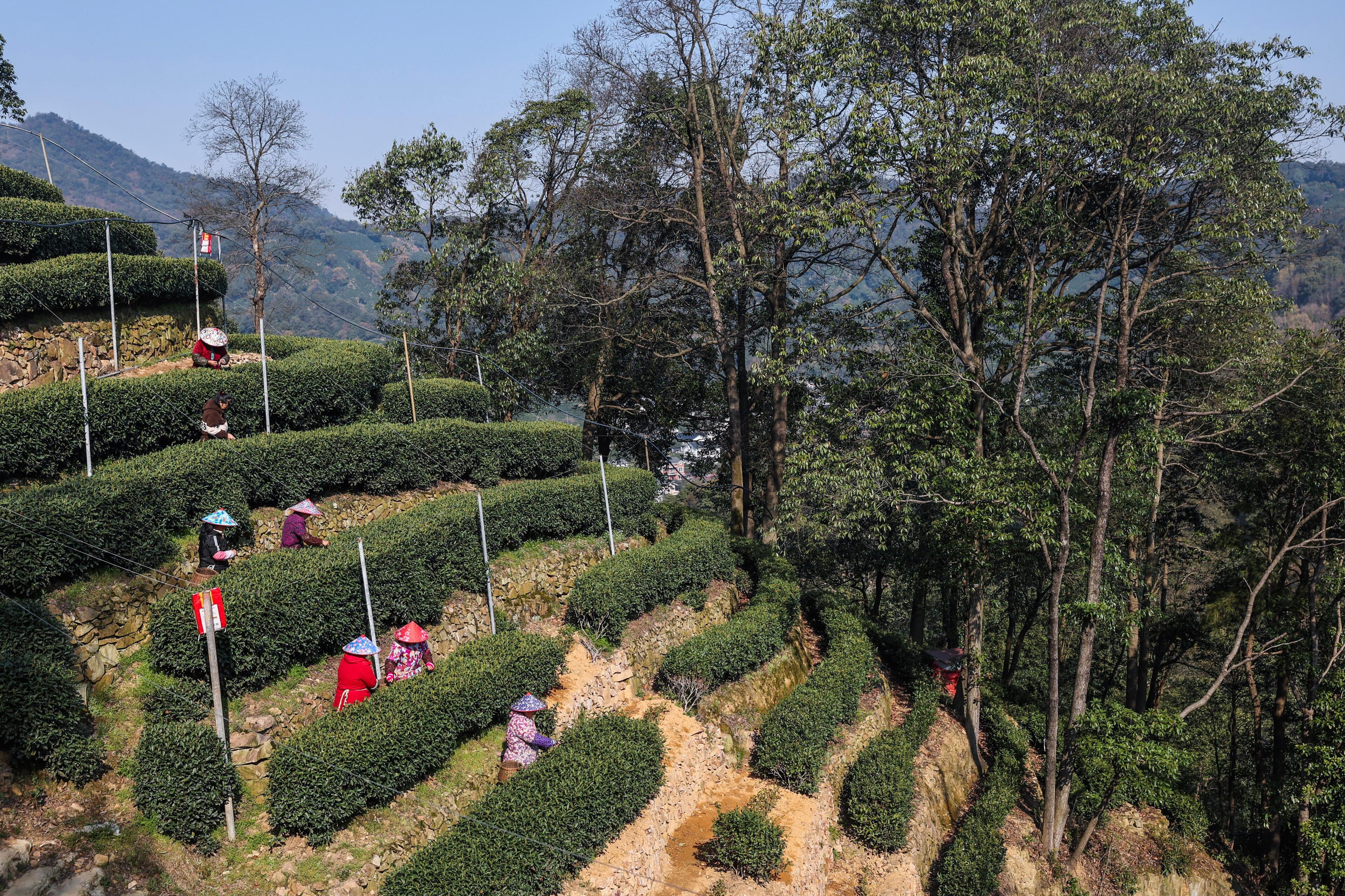 This year’s spring tea harvest in east China has a special helper – AI robots