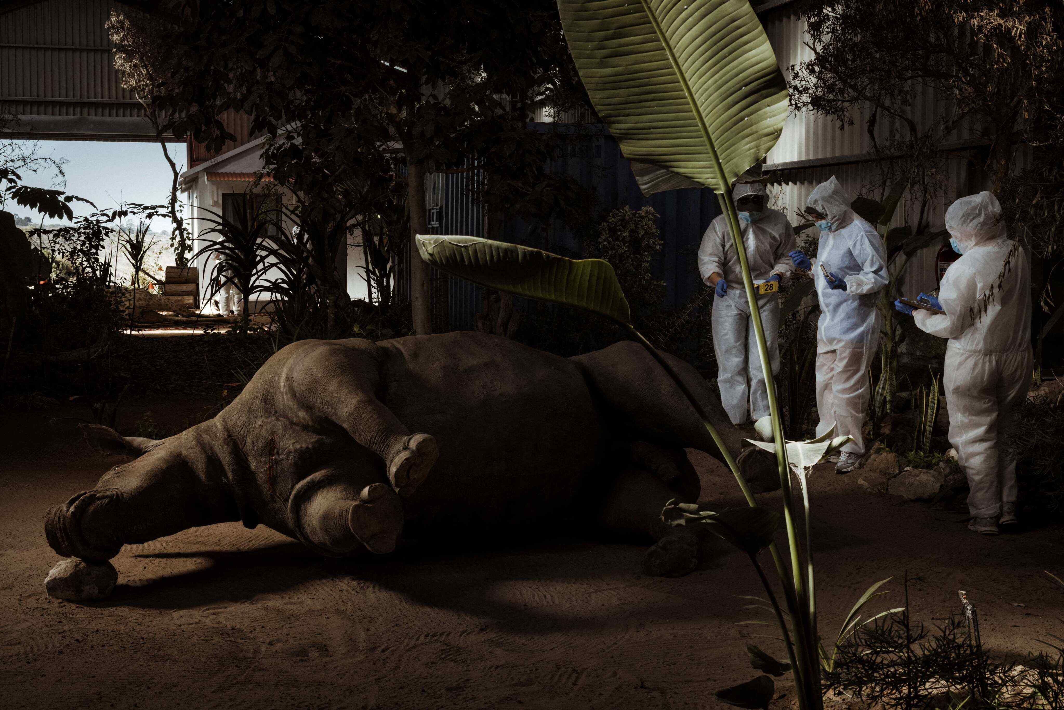 South Africa’s Wildlife Forensic Academy trains investigators to combat poaching, protect crime scenes, and seek justice for rhinos. Photo: AFP