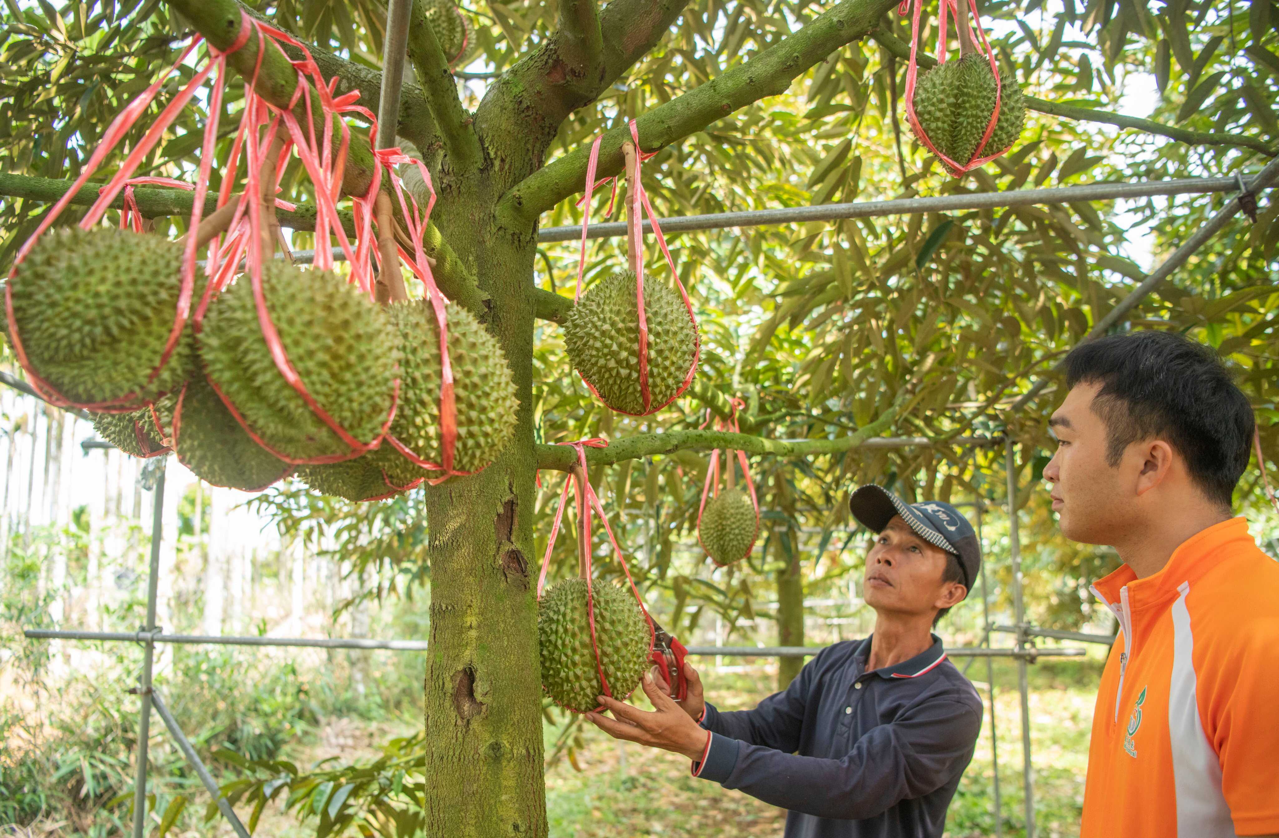 Deep Dive: China’s efforts to grow durian in tropical Hainan province ...