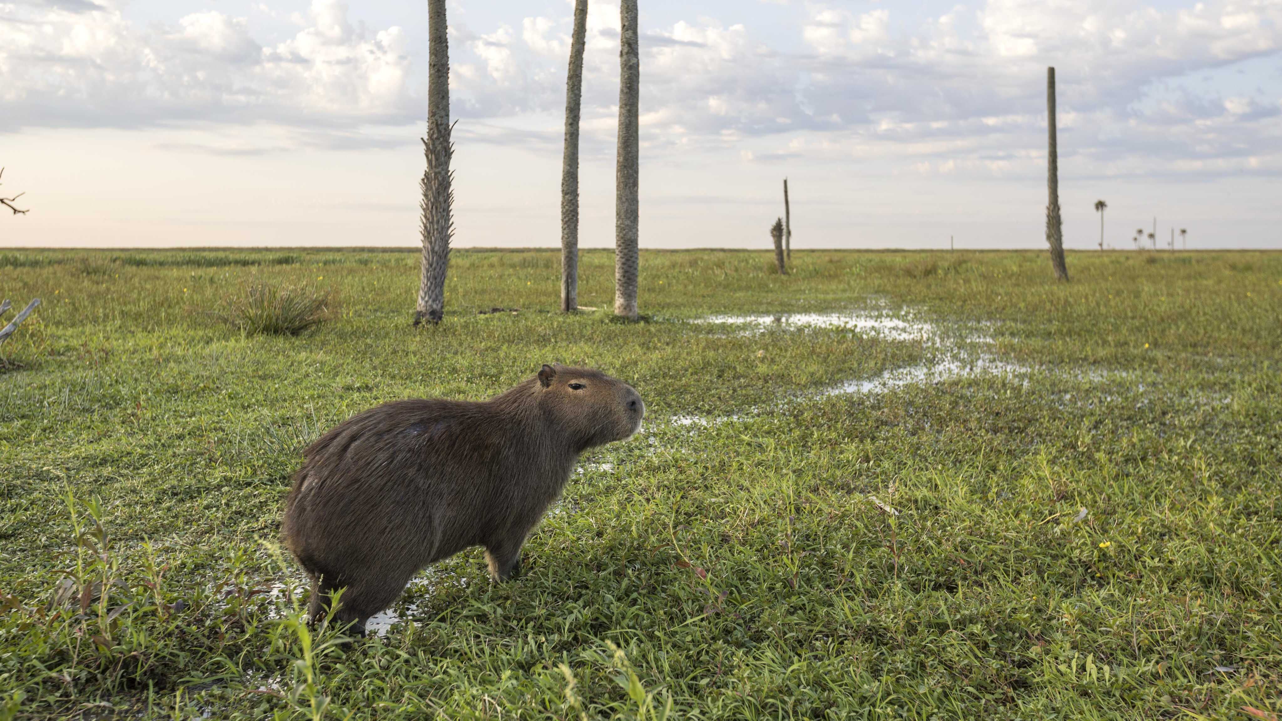 InfoSpark: Capybaras – the largest rodents - are fast gaining in ...