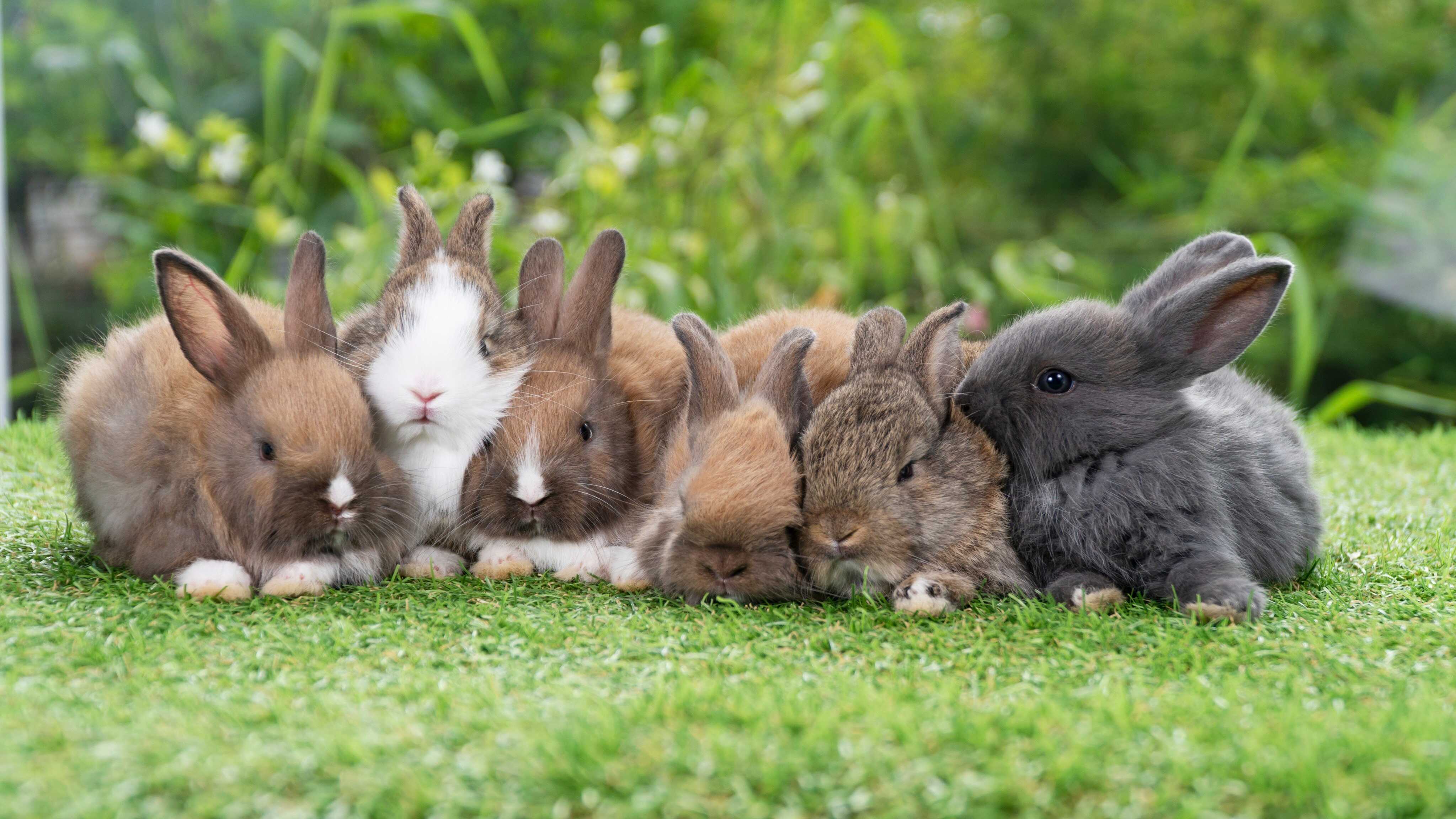 He Rabbits Feature of the Week: Halo Pang Hei-lo’s short story ‘The Performing ...