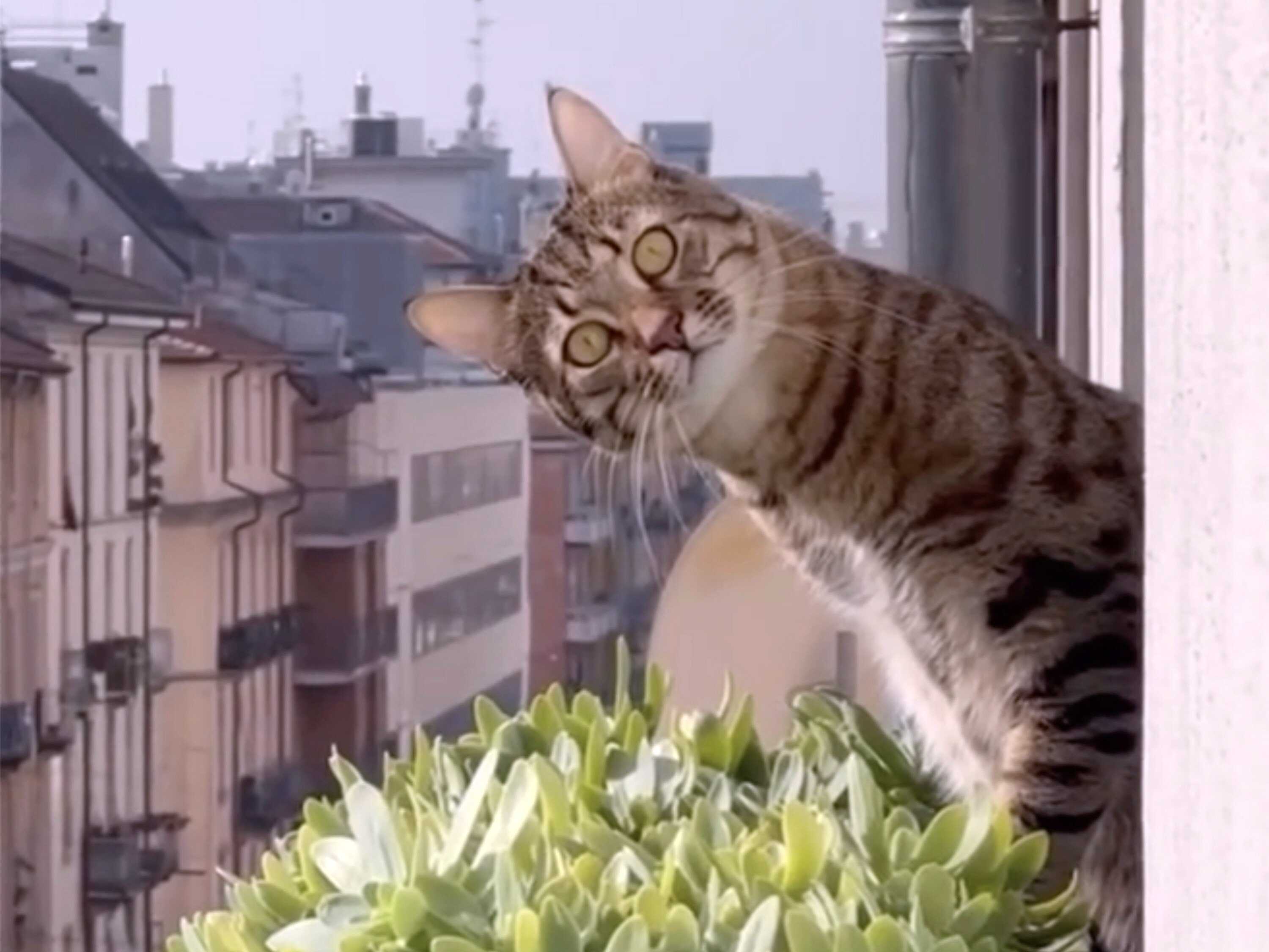 Cat Video Fest, curated by Will Braden, raises funds for cat charities globally. Photo: AP