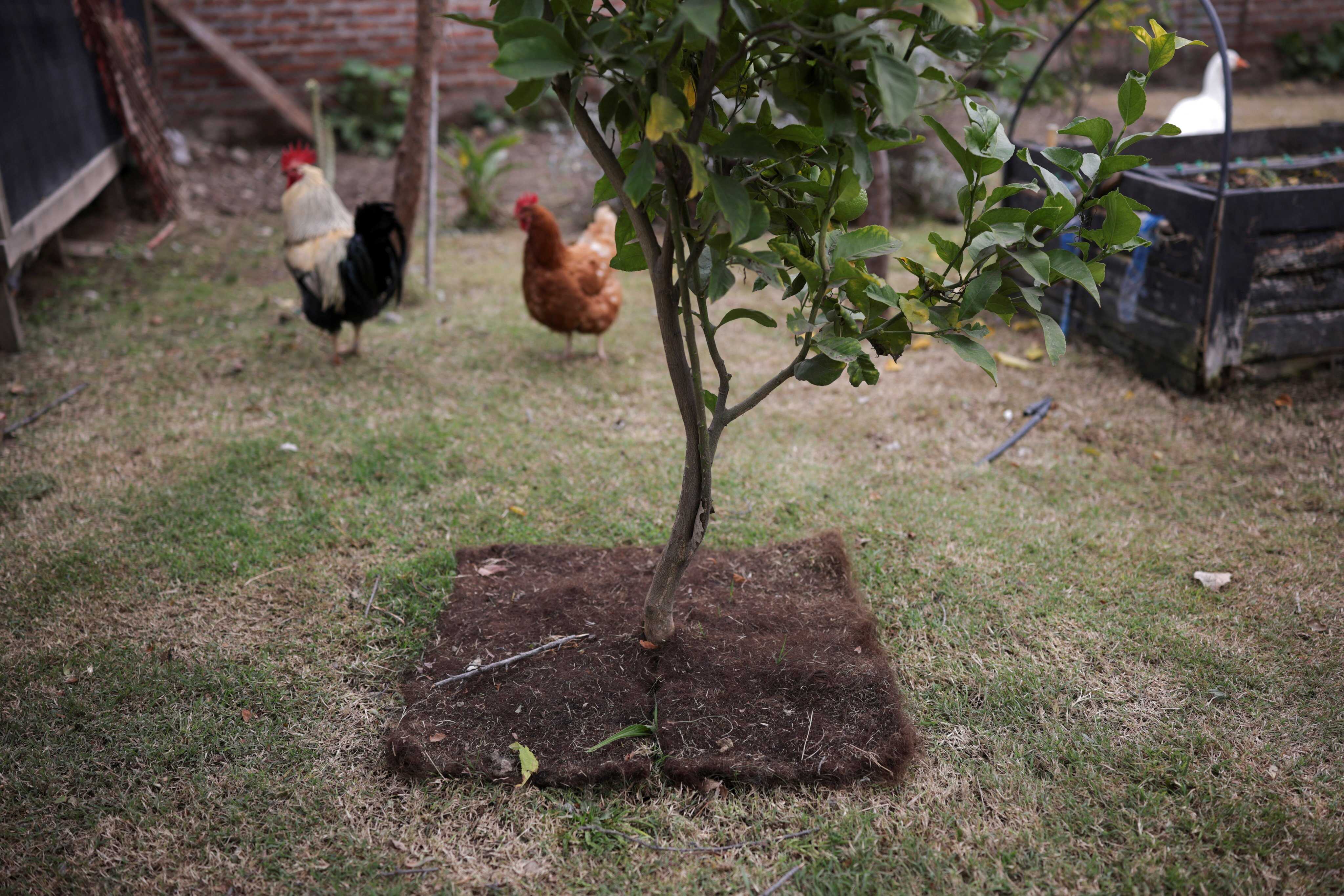 A small mat made of human hair covers the base of a tree to help retain soil moisture. Photo: Reuters