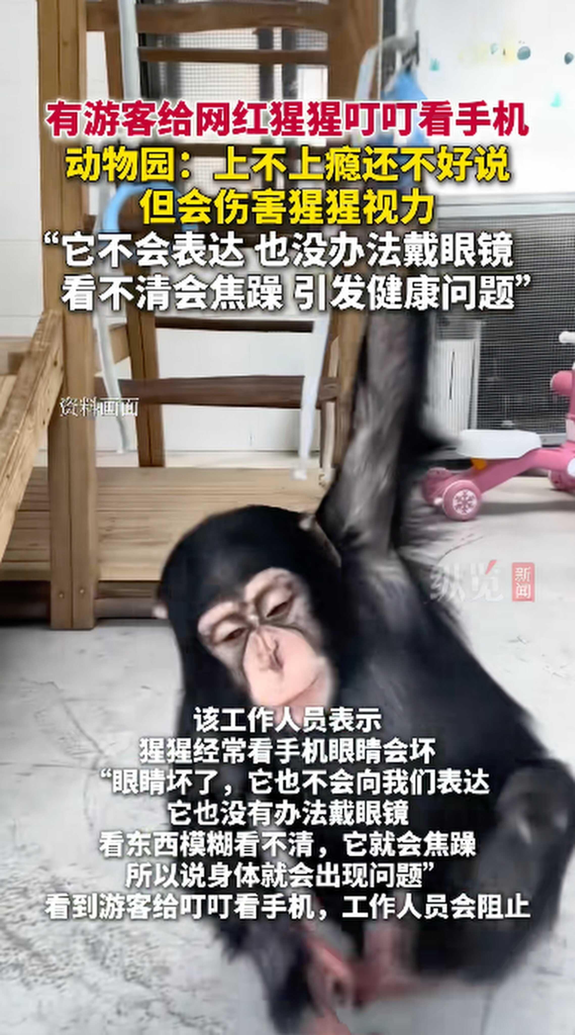 Shanghai zoo bans visitors from showing chimp, Ding Ding, videos on phones. Photo: Douyin