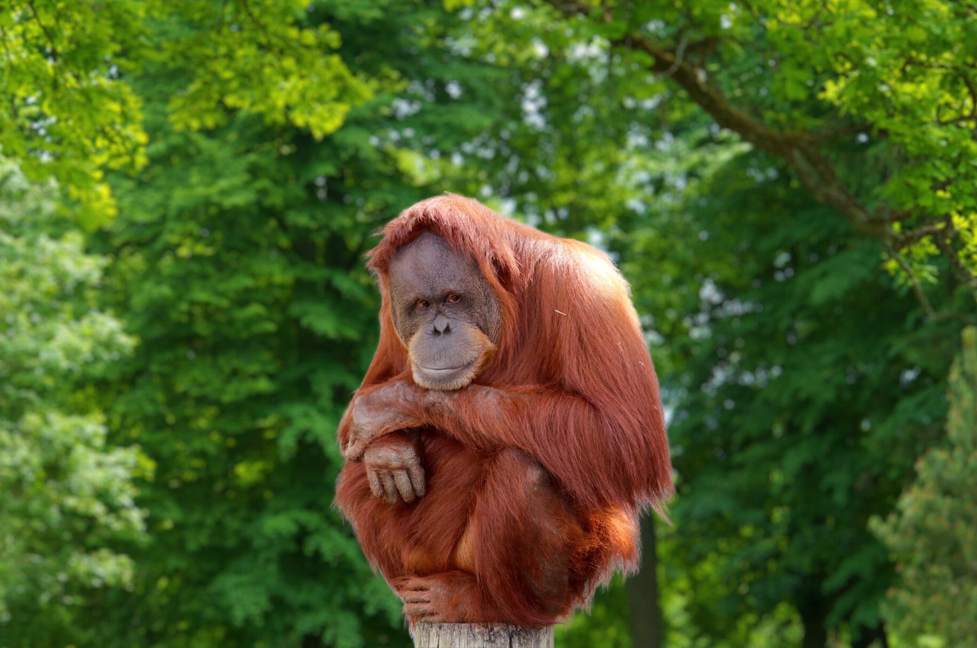 A young Tapanuli orangutan. The Indonesian great ape is the most endangered of its kind in the world, but a zoo in India claims to have one. Photo: Shutterstock