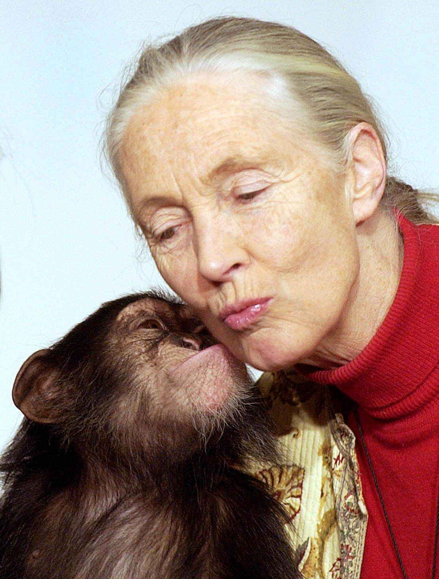 British wildlife biologist Jane Goodall receives a kiss from one-year-old orphaned chimpanzee Pola during her visit to the Municipal Zoo in Budapest, Hungary, in 1991. Photo: AP