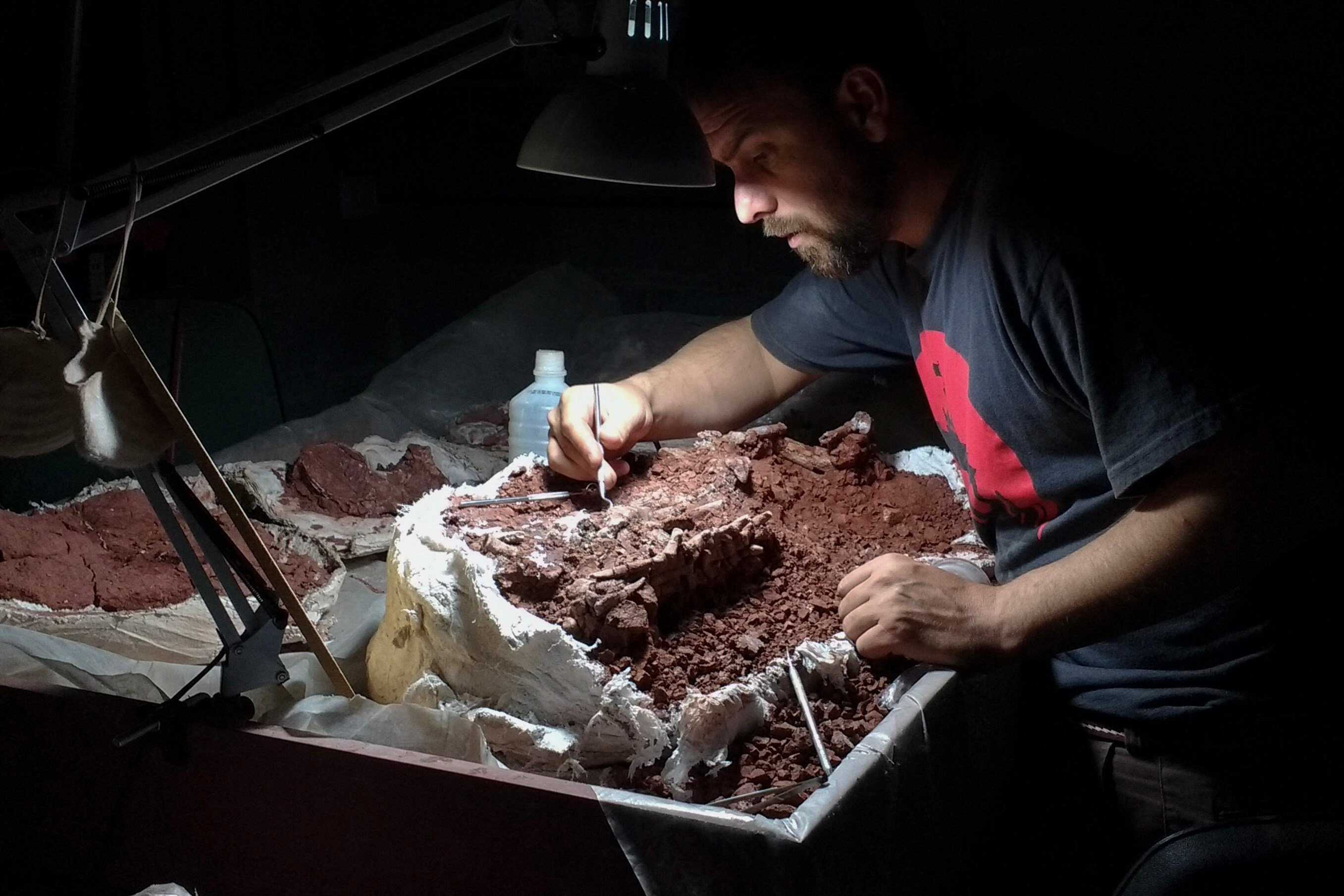 A researcher prepares the skeleton of Huayracursor jaguensis for analysis. Photo: AFP / CONICET / Handout