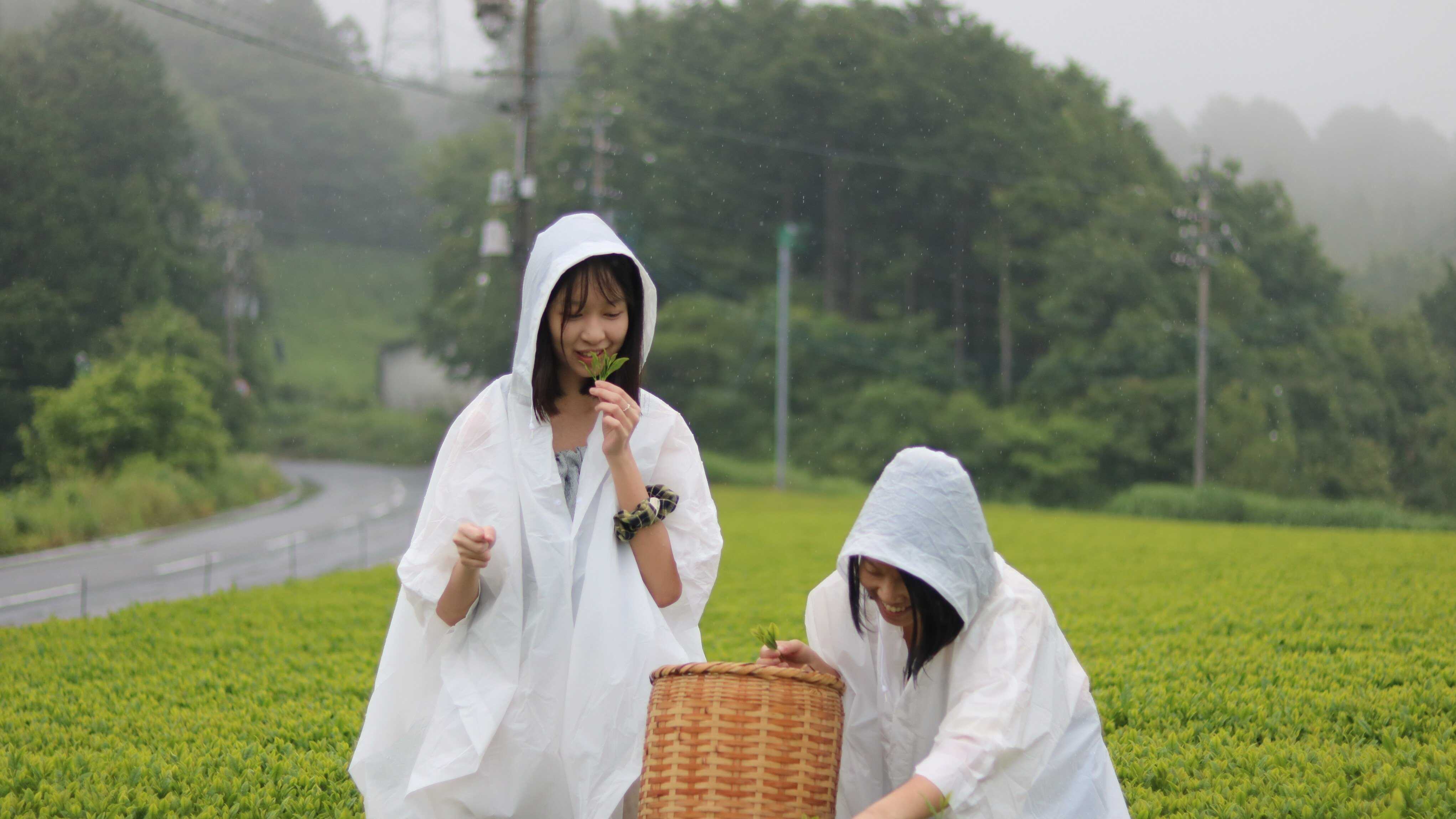 Hong Kong students explore sustainable travel at a green tea farm in Japan