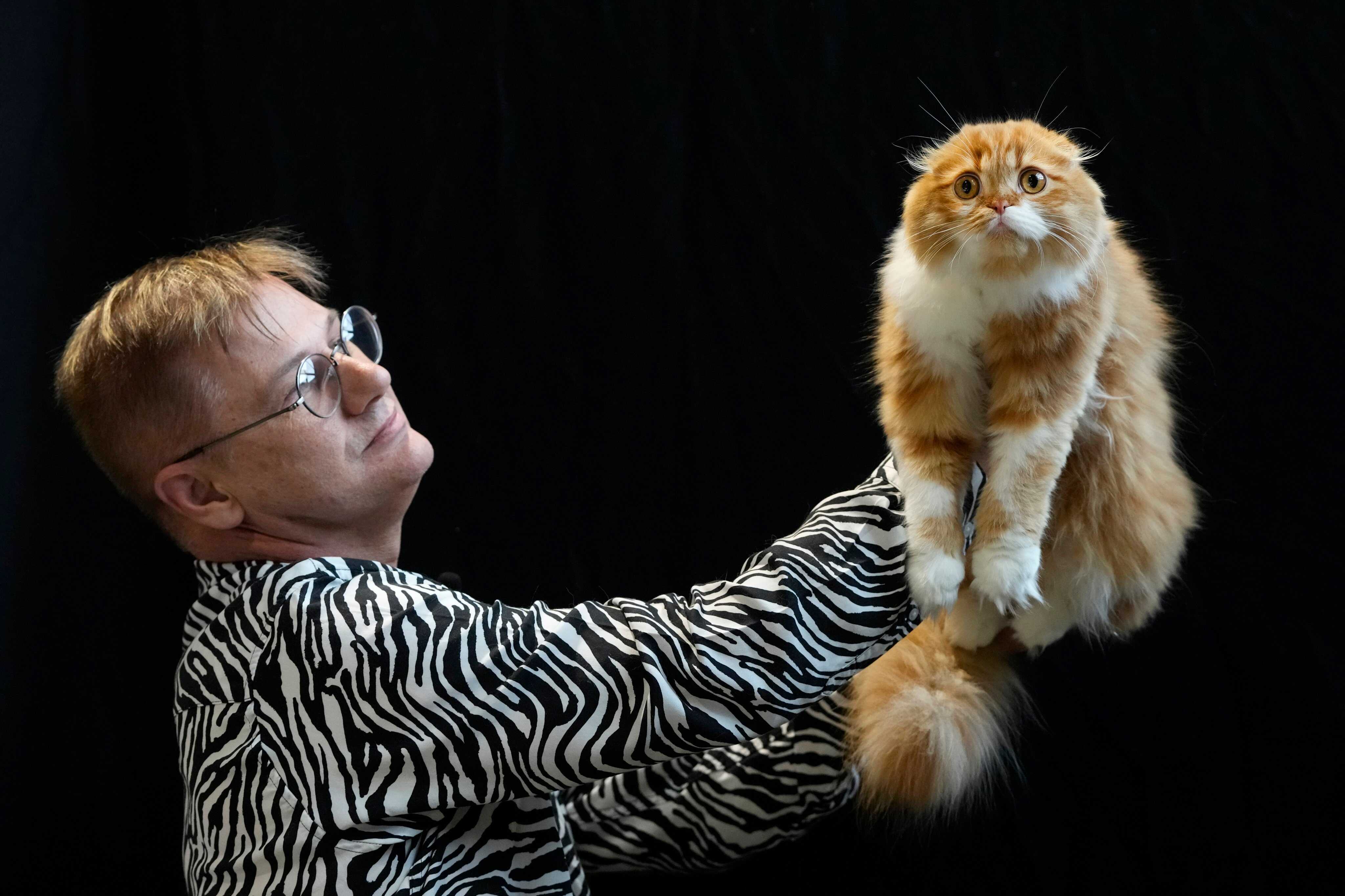 Study Buddy (Challenger): Dark side of Scottish Folds and other designer pets