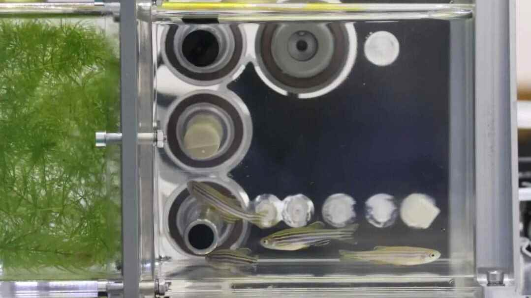 Record-setting zebrafish and other research on Tiangong space station