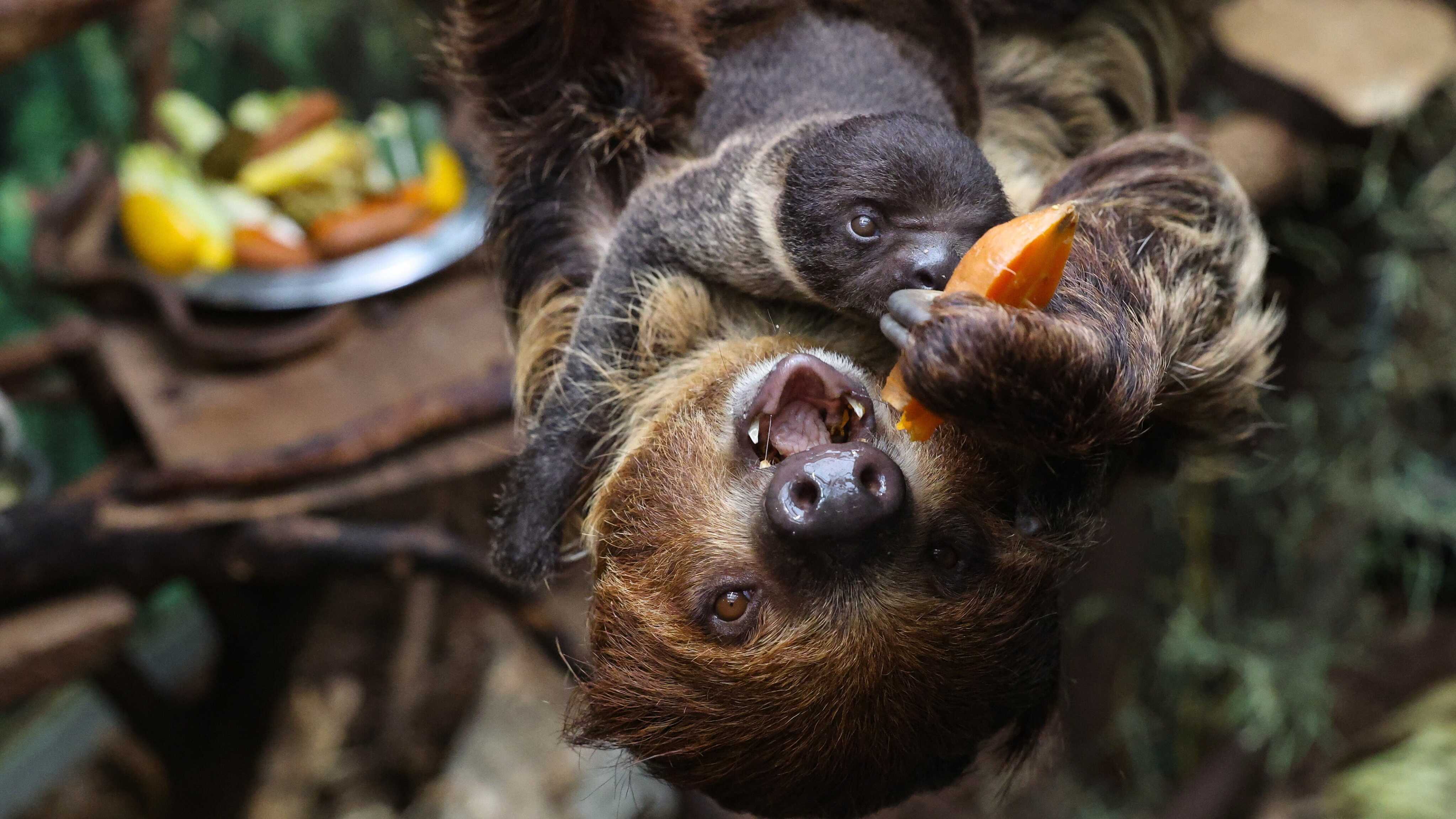Sloth 67 Write a funny caption for this tiny two-toed sloth and its mother ...
