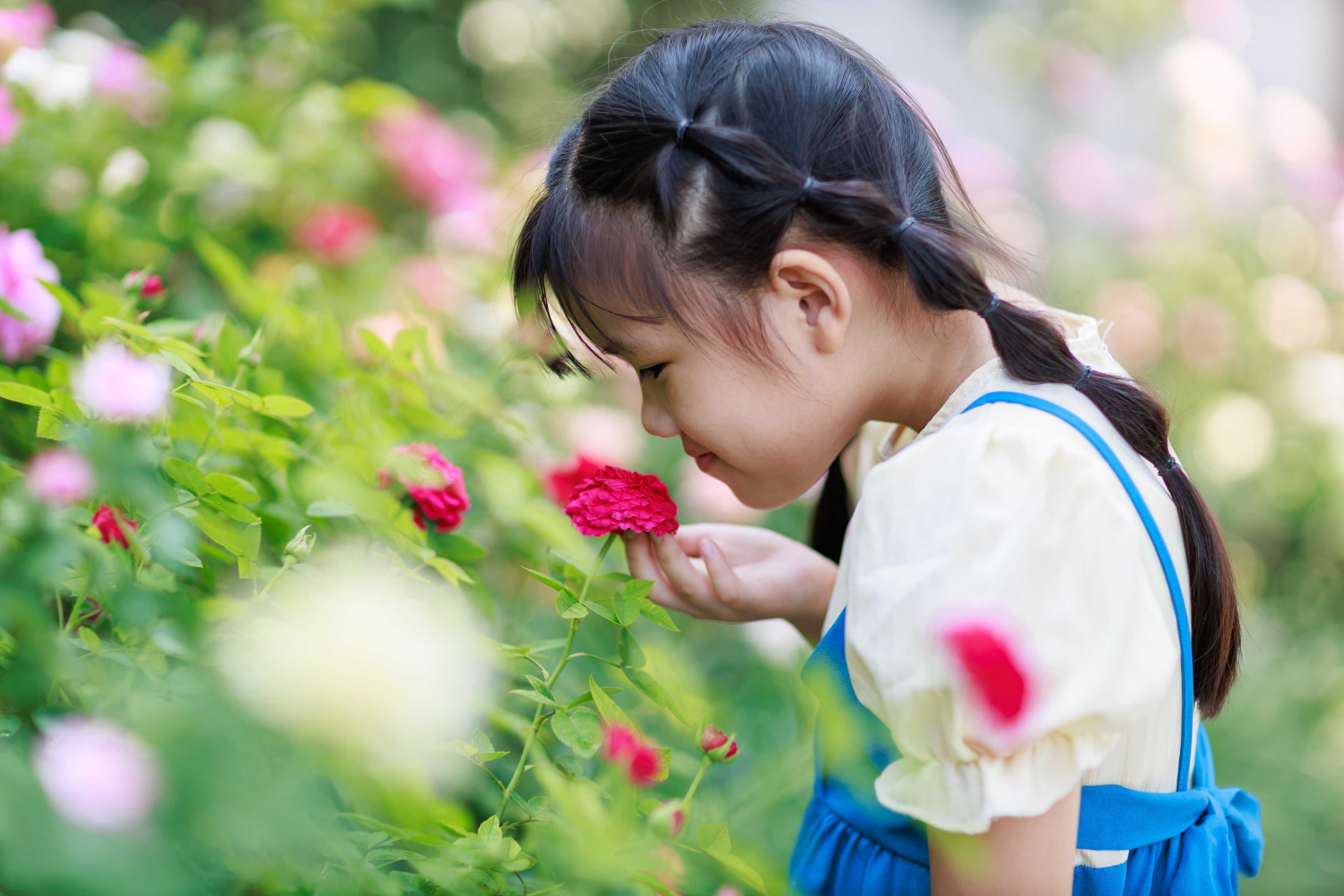 Roses and other flowers produce smells to attract pollinators. Photo: Shutterstock