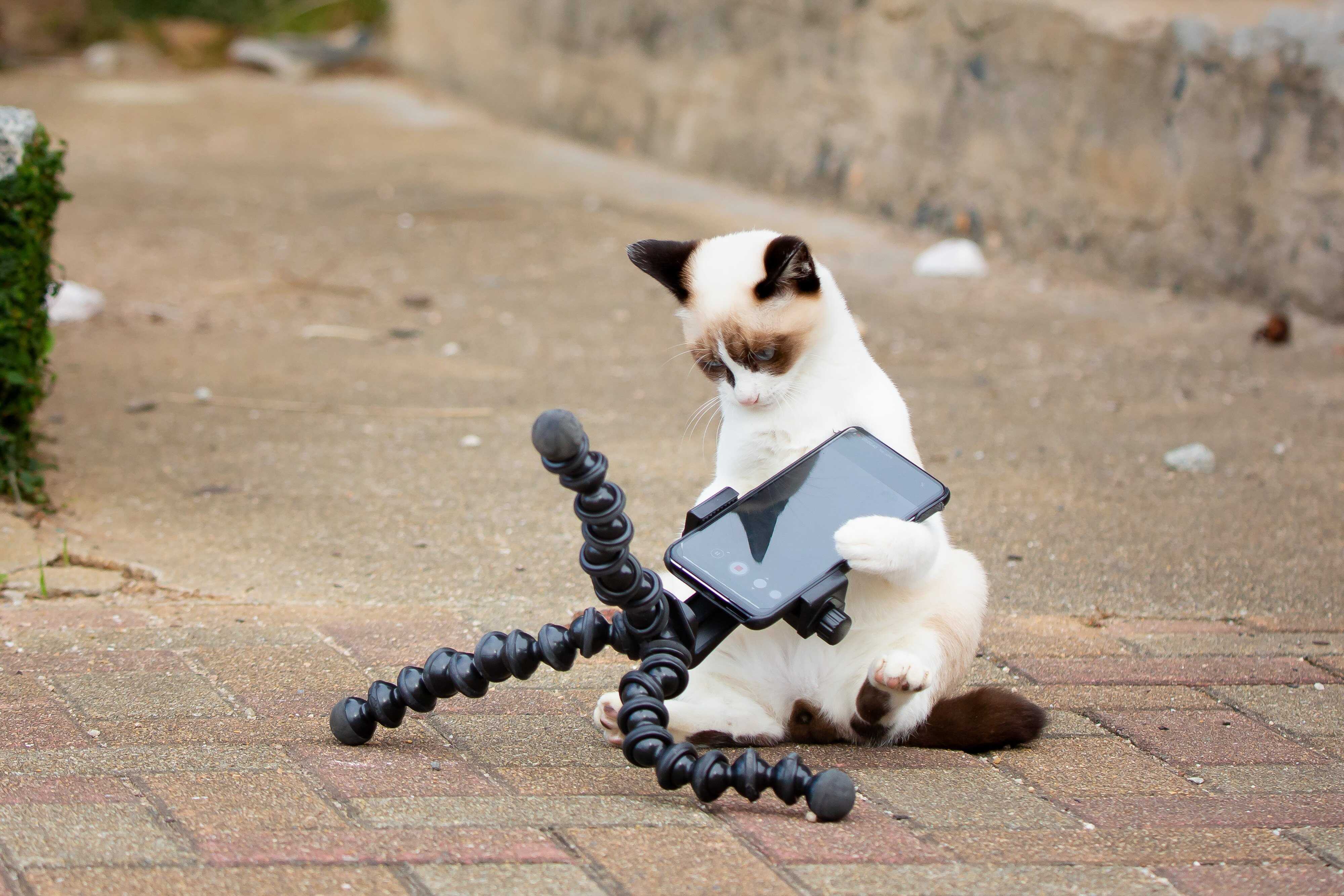 Pets’ imagined texts reveal their quirky personalities and show the unique bonds between owners and their animals. Photo: Kenichi Morinaga/Animal Friends Comedy Pet Photo Awards 2022