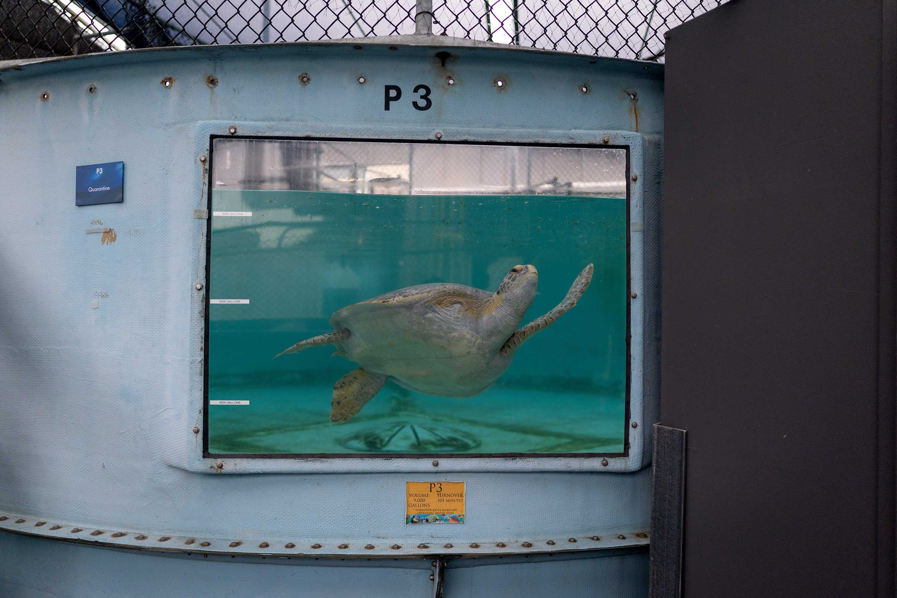 With one front flipper missing, Porkchop may not be able to travel as fast. But experts say her chances in the wild are still good. Photo: TNS
