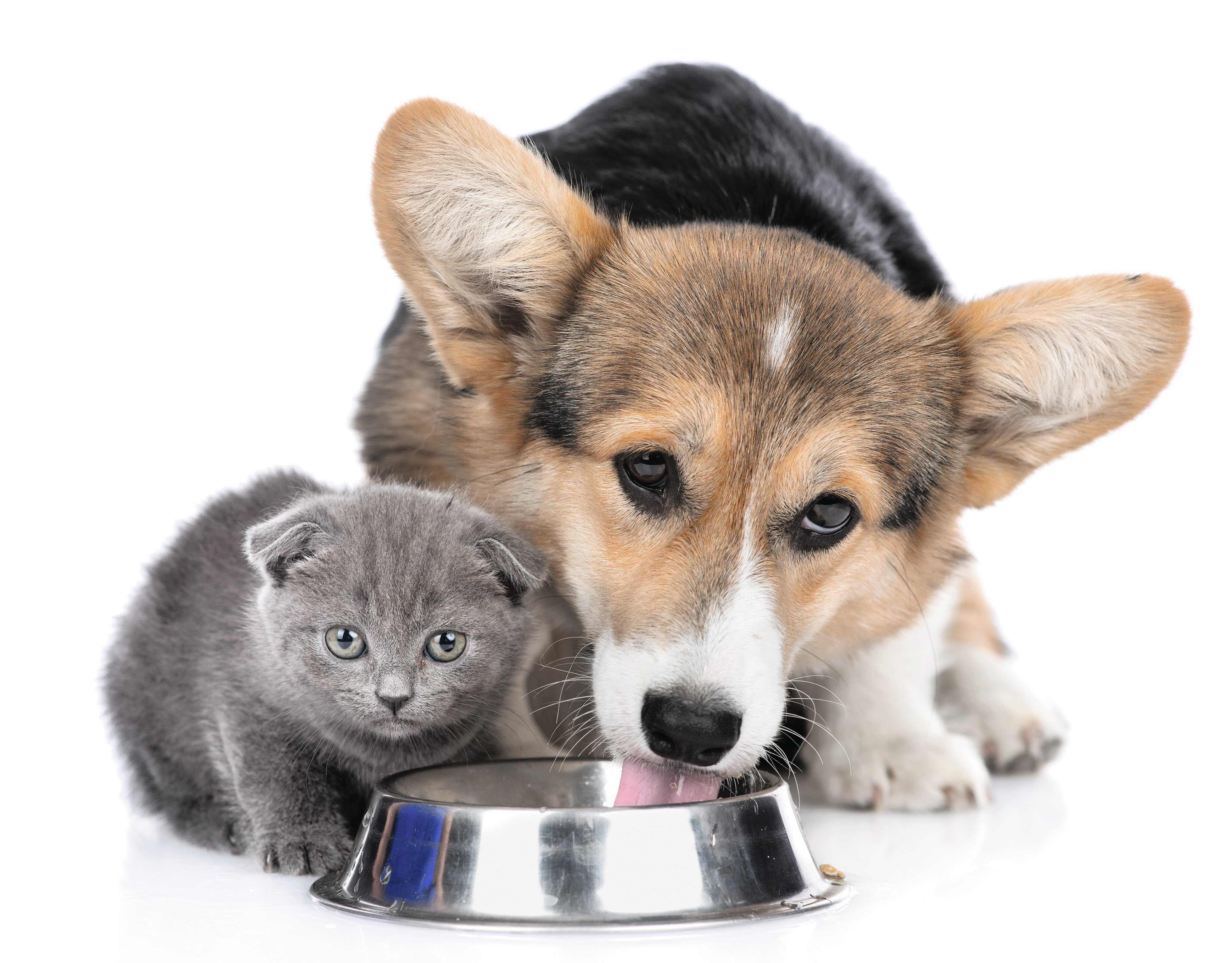 Have you ever wondered why dogs are so much messier than cats when drinking water? Photo: Shutterstock