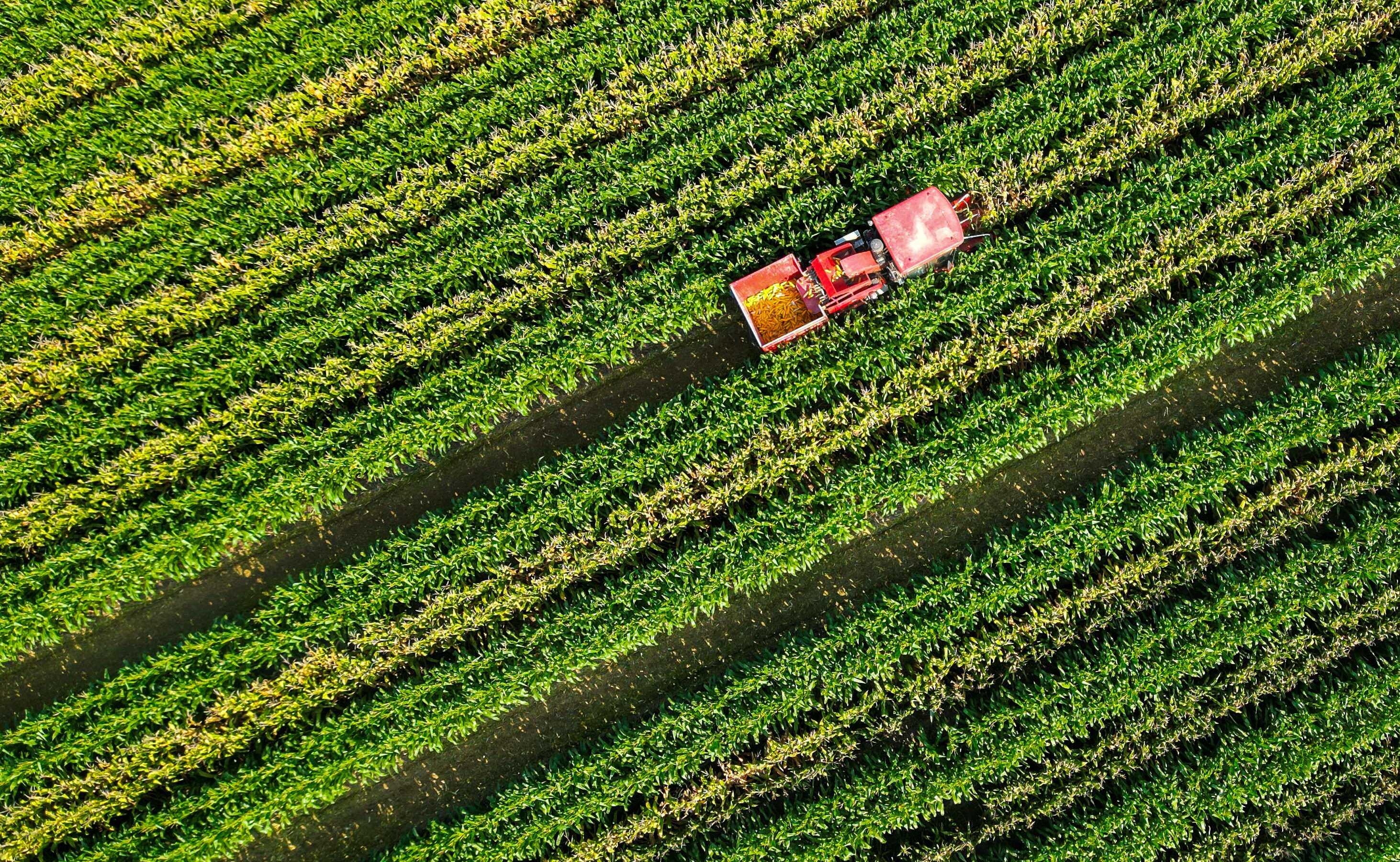 Farmers harvest corn in Shandong province. Photo: Xinhua