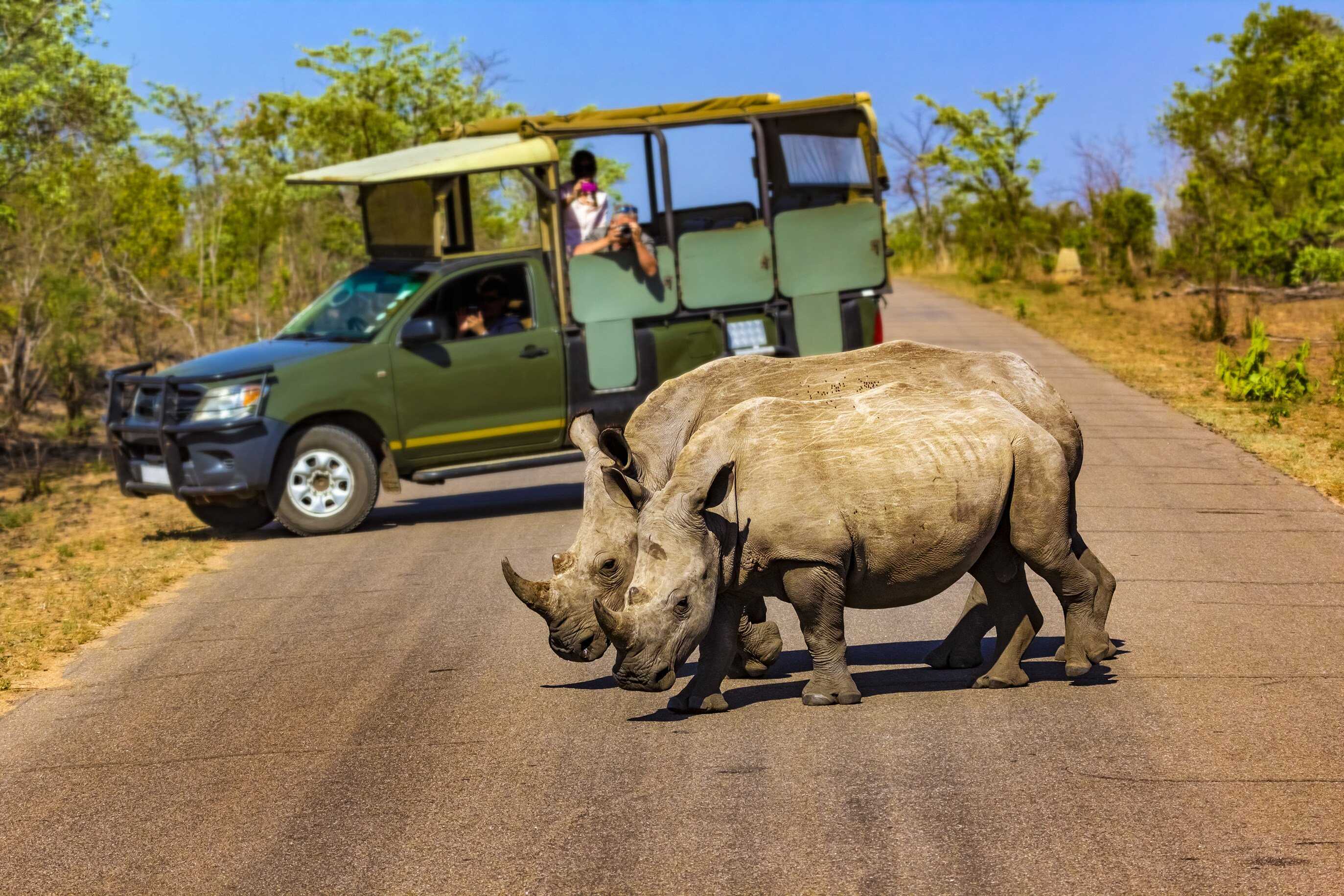 South Africa’s Kruger National Park has lost 175 rhinos to poachers in 2025. 