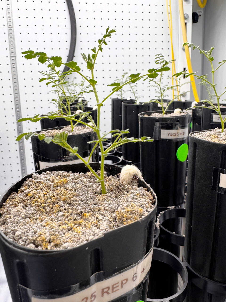 A chickpea plant grows in a special mixture intended to mimic lunar soil. Photo: Reuters