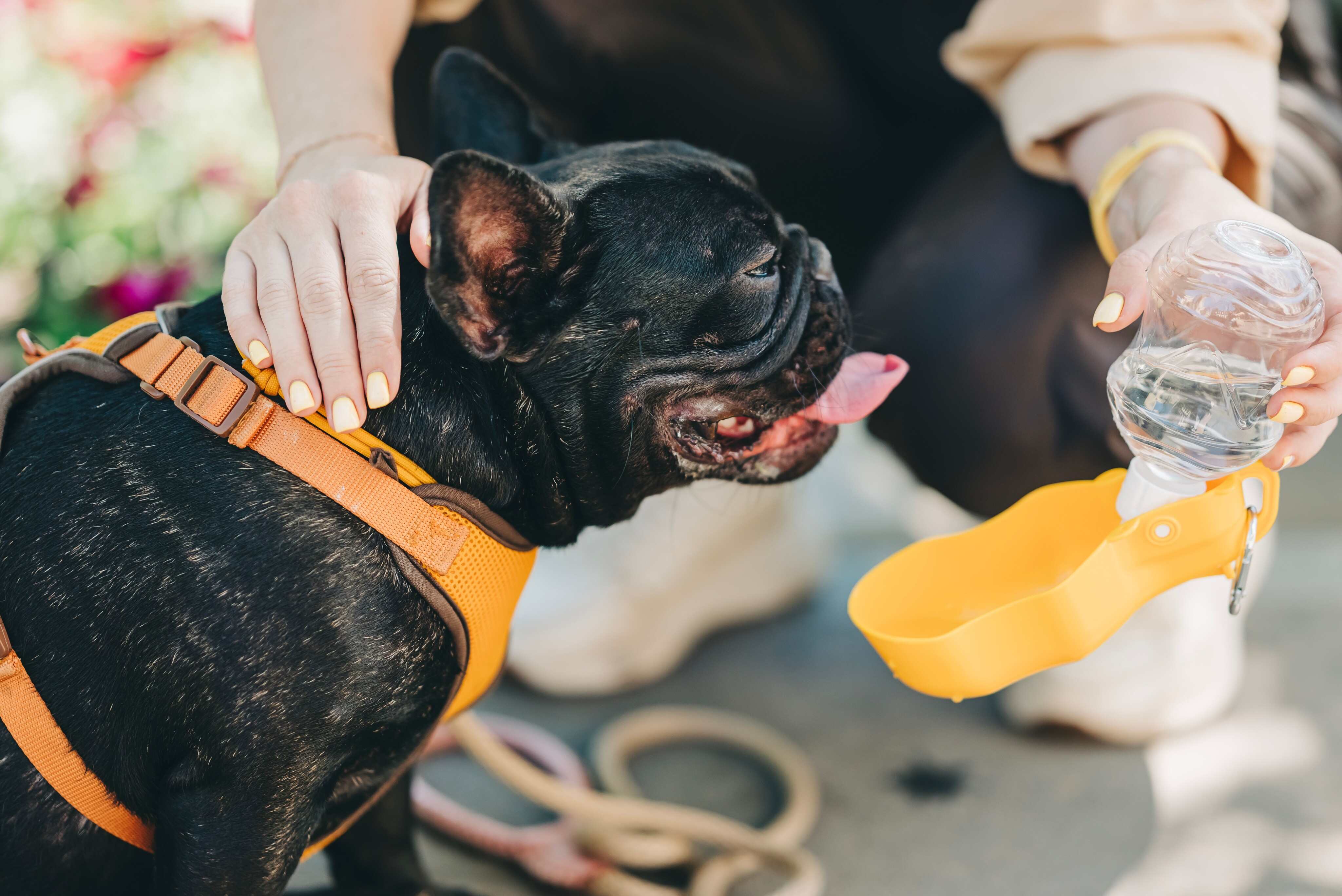Science explains why cats and dogs have different ways of drinking water