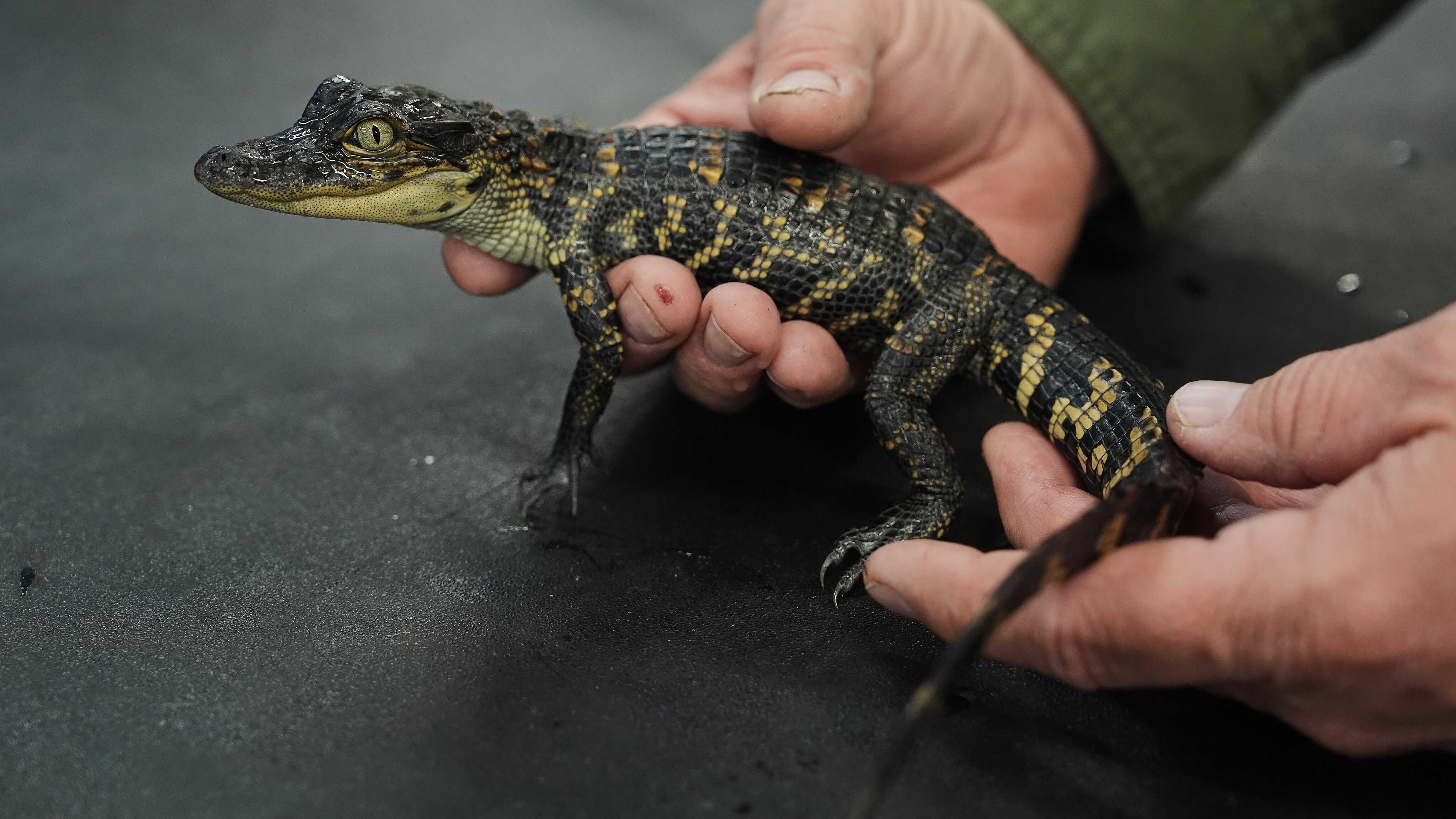 Processing Alligators Are Louisiana’s alligator farms helping or hurting the animal? | Young ...