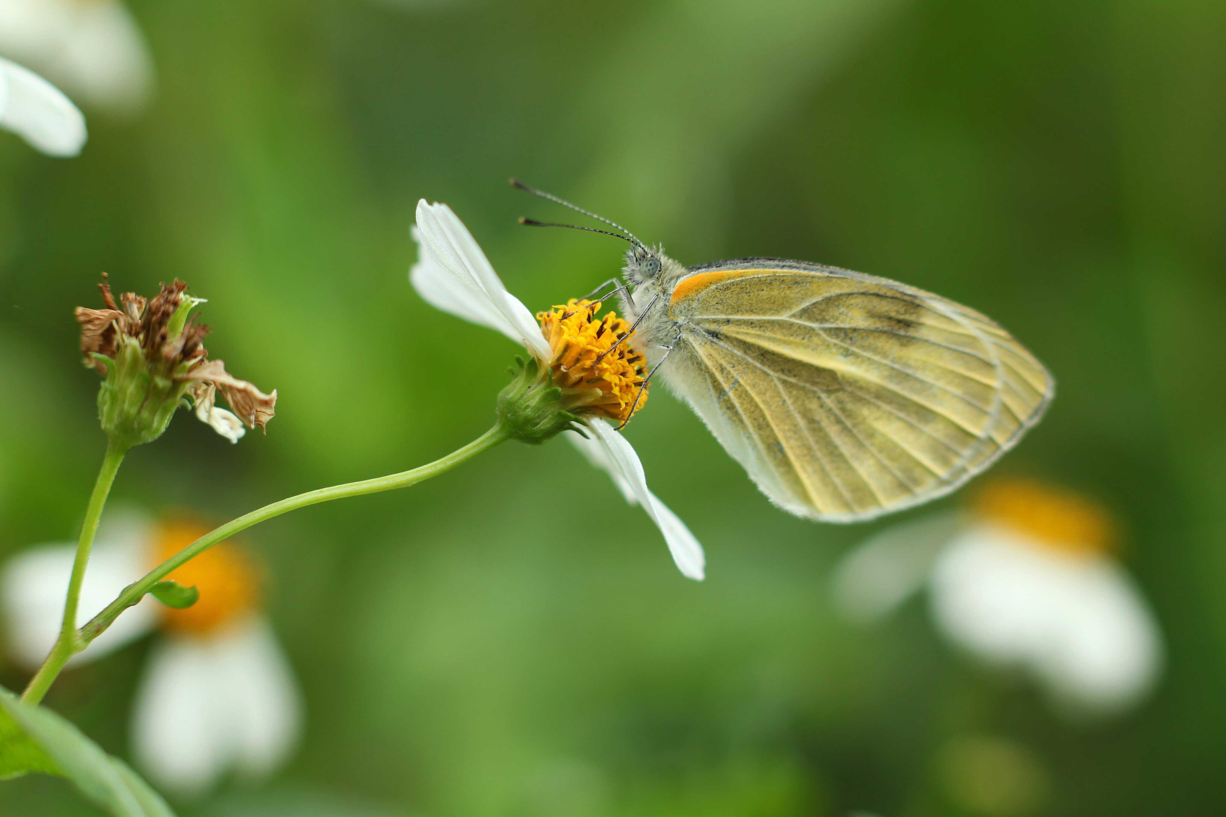 Have you heard of chaos theory and the butterfly effect? Photo: Oliver Tsang