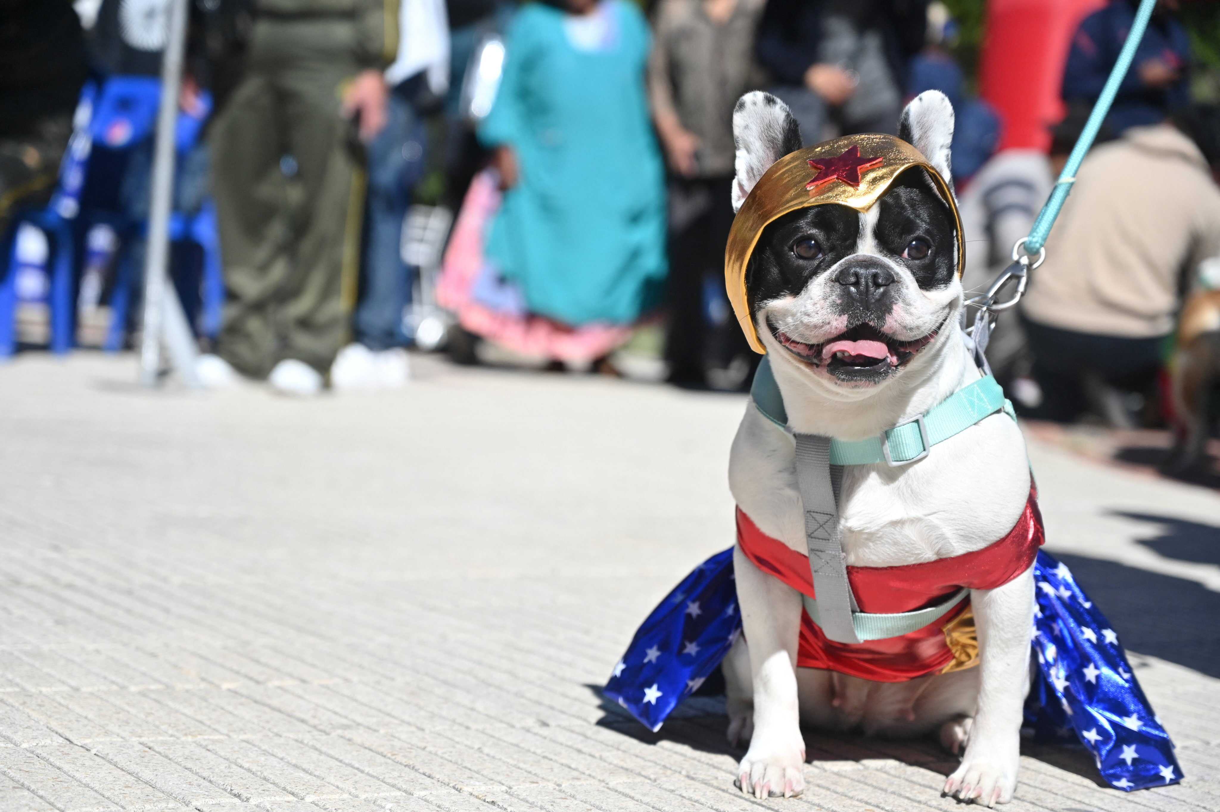 Do you know how to tell how a dog is feeling? Photo: Reuters