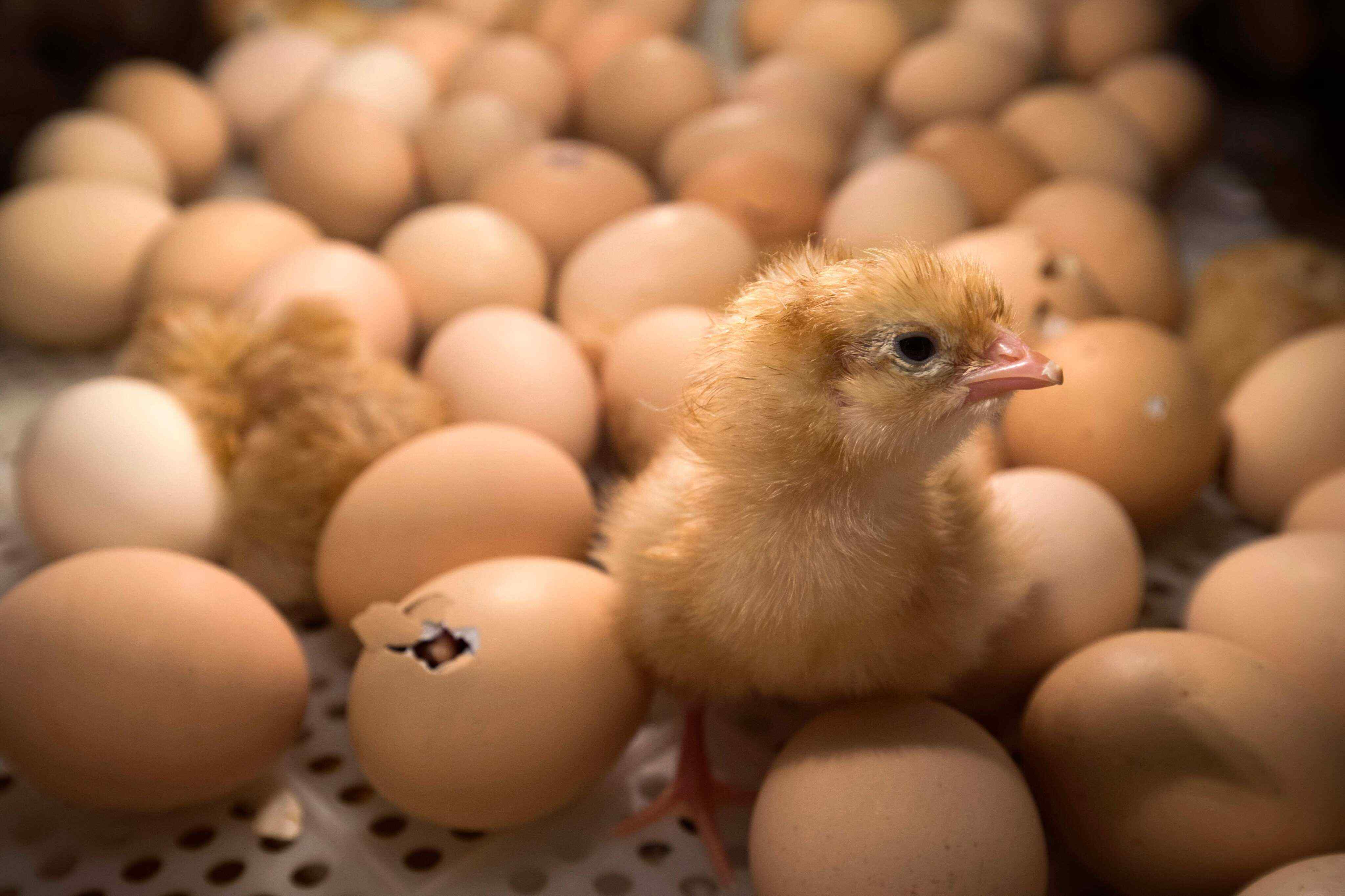 Dogs and cats aren’t the only animals that enjoy positive interactions with humans – chicks do too. Photo: AFP