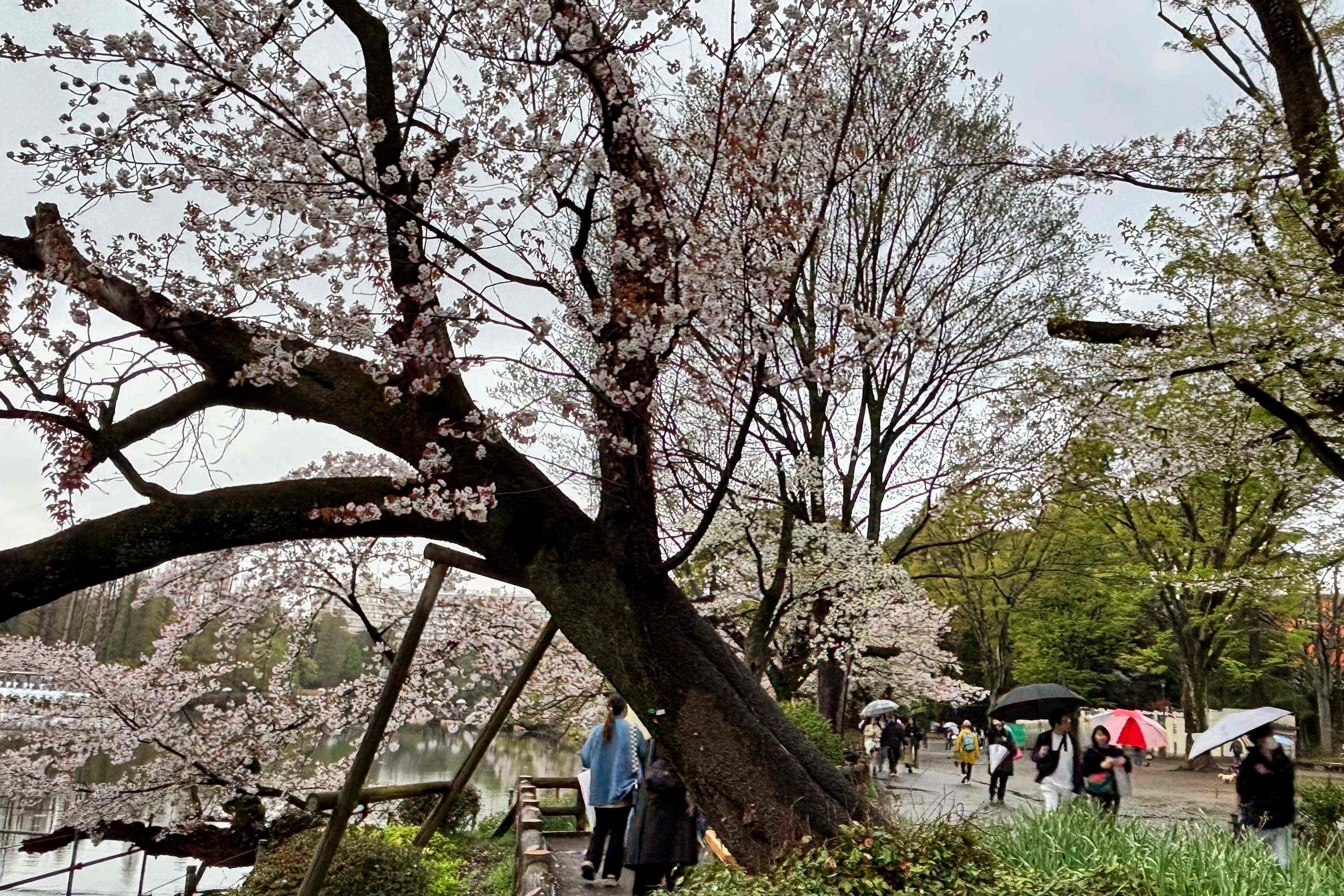An ageing cherry blossom tree leans on its support at Inokashira Park, one of Tokyo’s most popular viewing spots. Photo: AP
