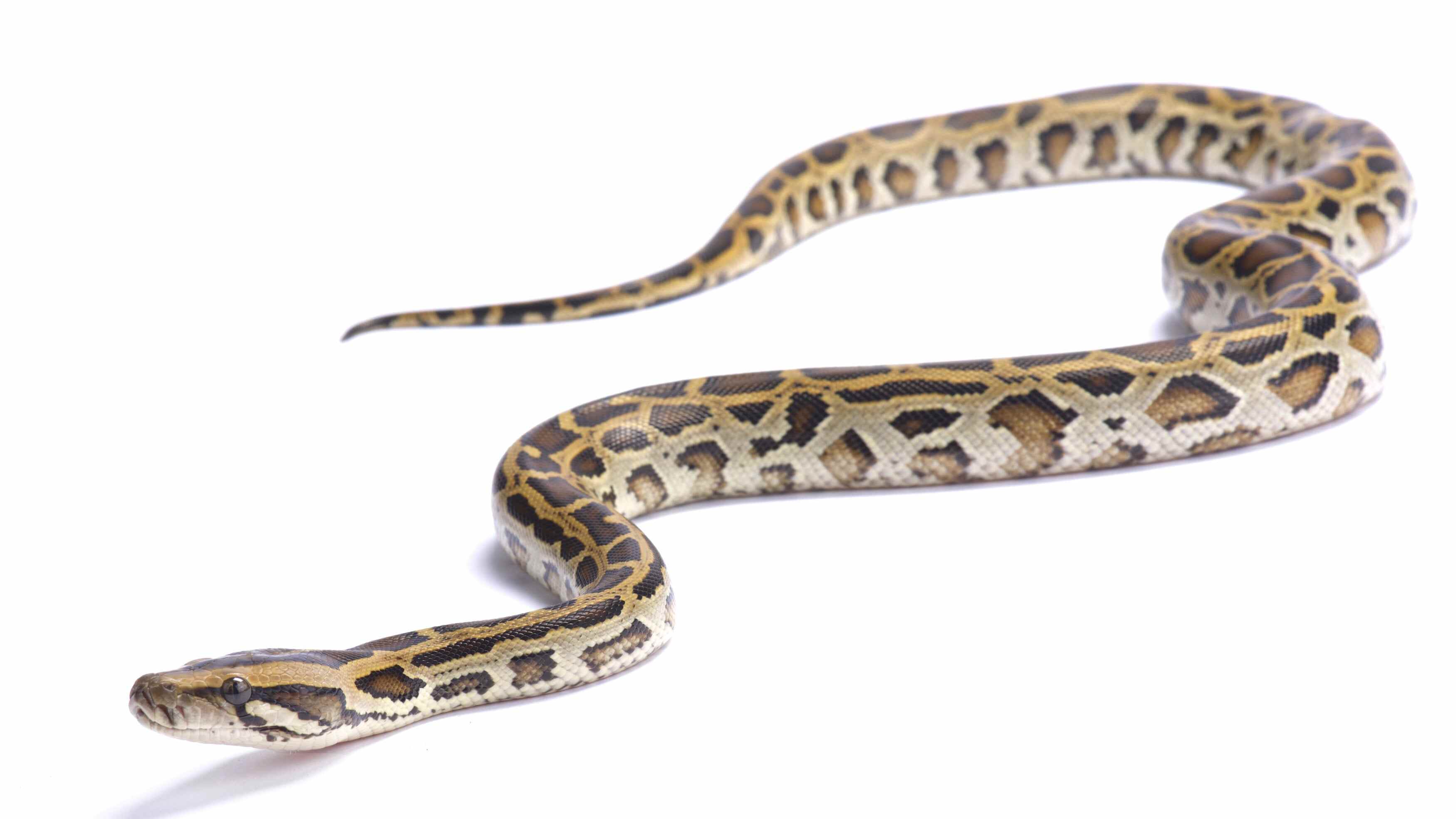 Python Over Eating Biologists find what keeps pythons healthy after not eating for months ...
