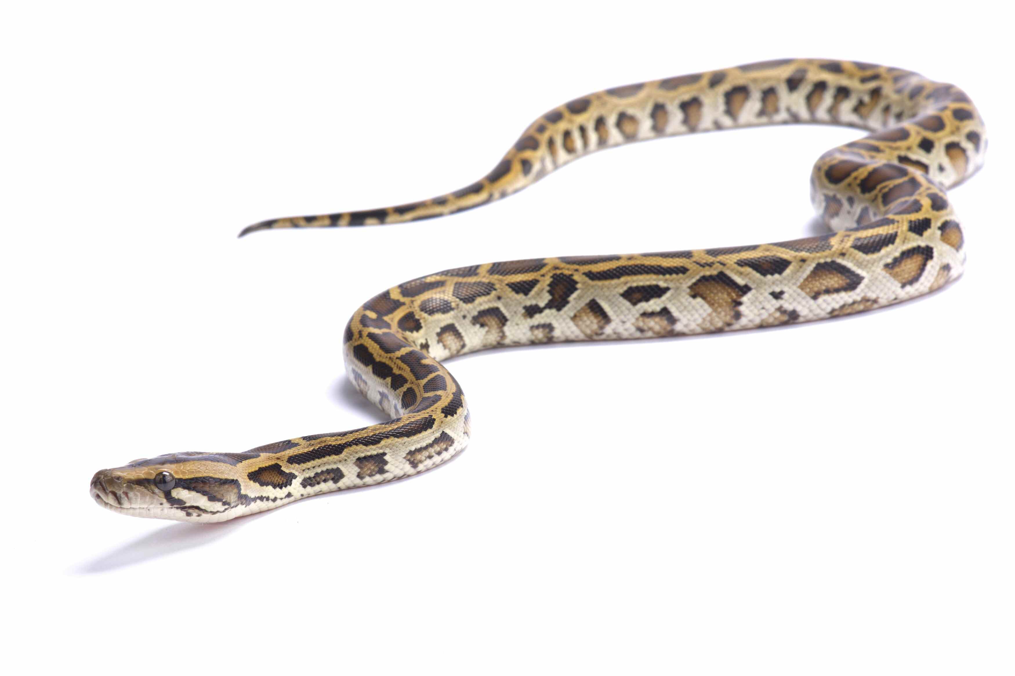 The Burmese python is one of the world’s six largest snakes. Photo: Shutterstock