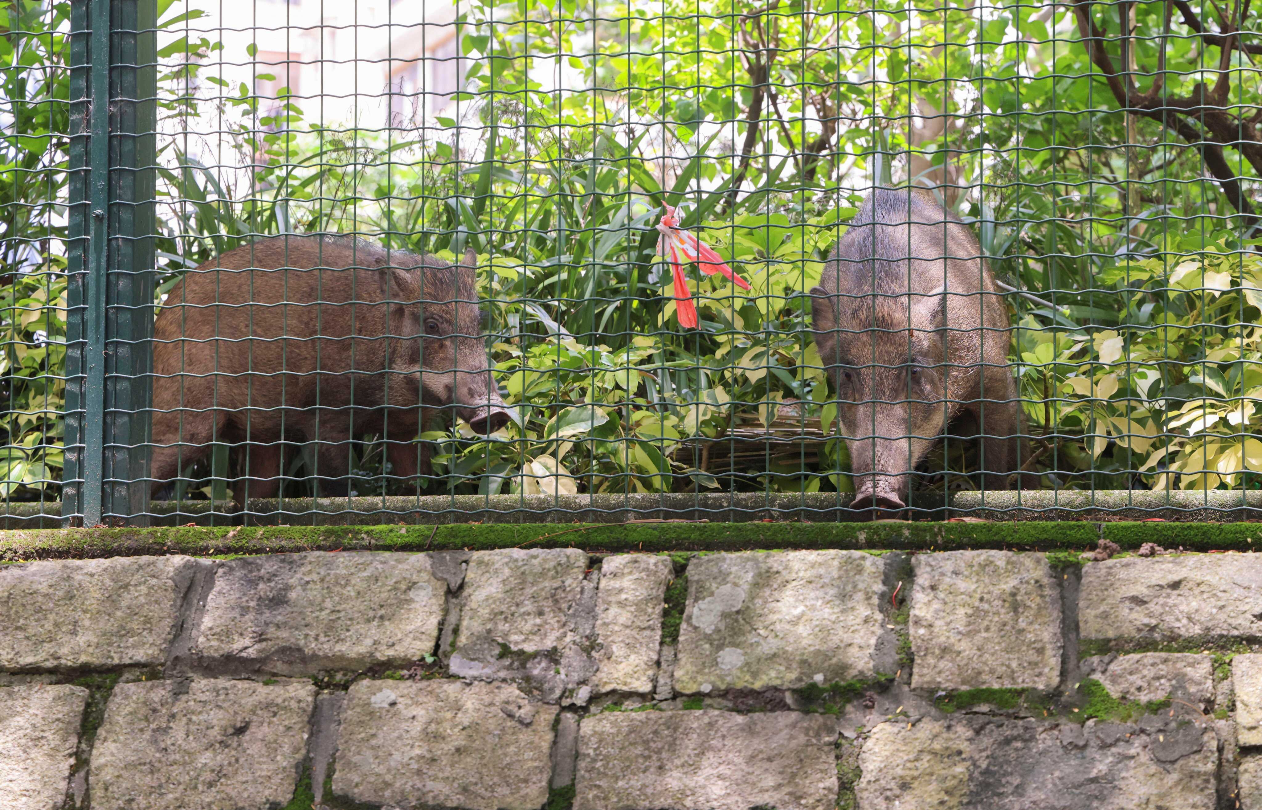 Hong Kong’s wild boar population is declining due to urban expansion and culling, prompting experts to call for more sustainable wildlife management solutions. Photo: Jelly Tse