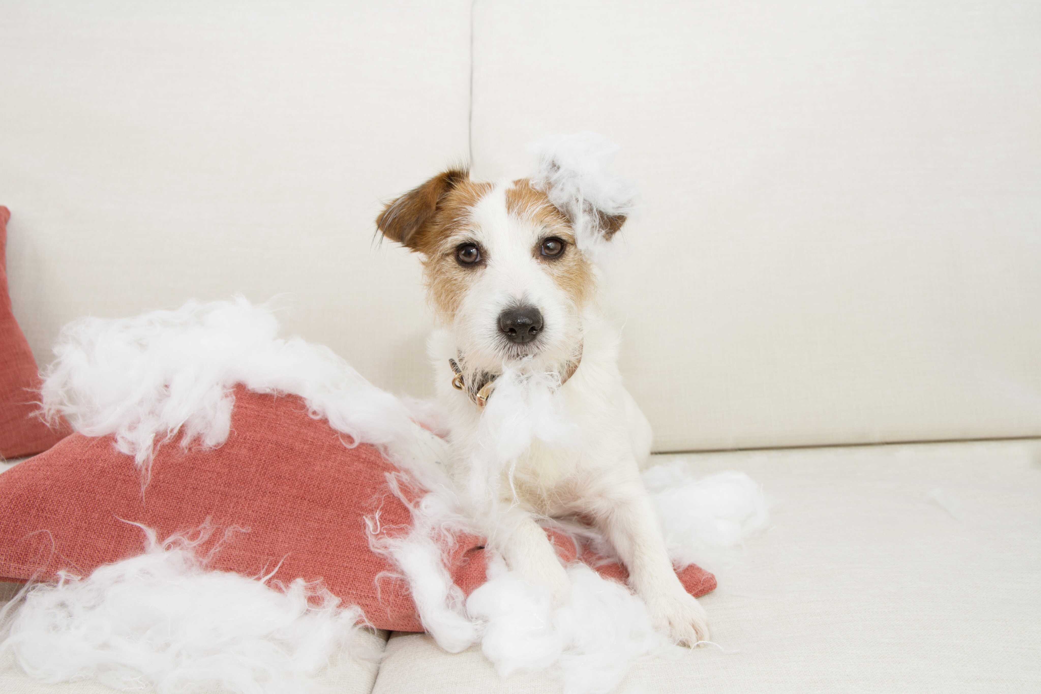 Do you have any furry friends of your own? Photo: Handout